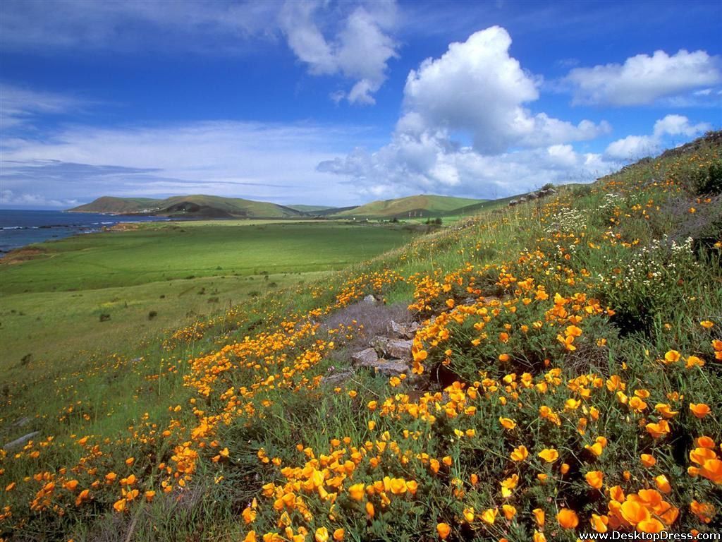 1024x768 Spring California Wallpaper