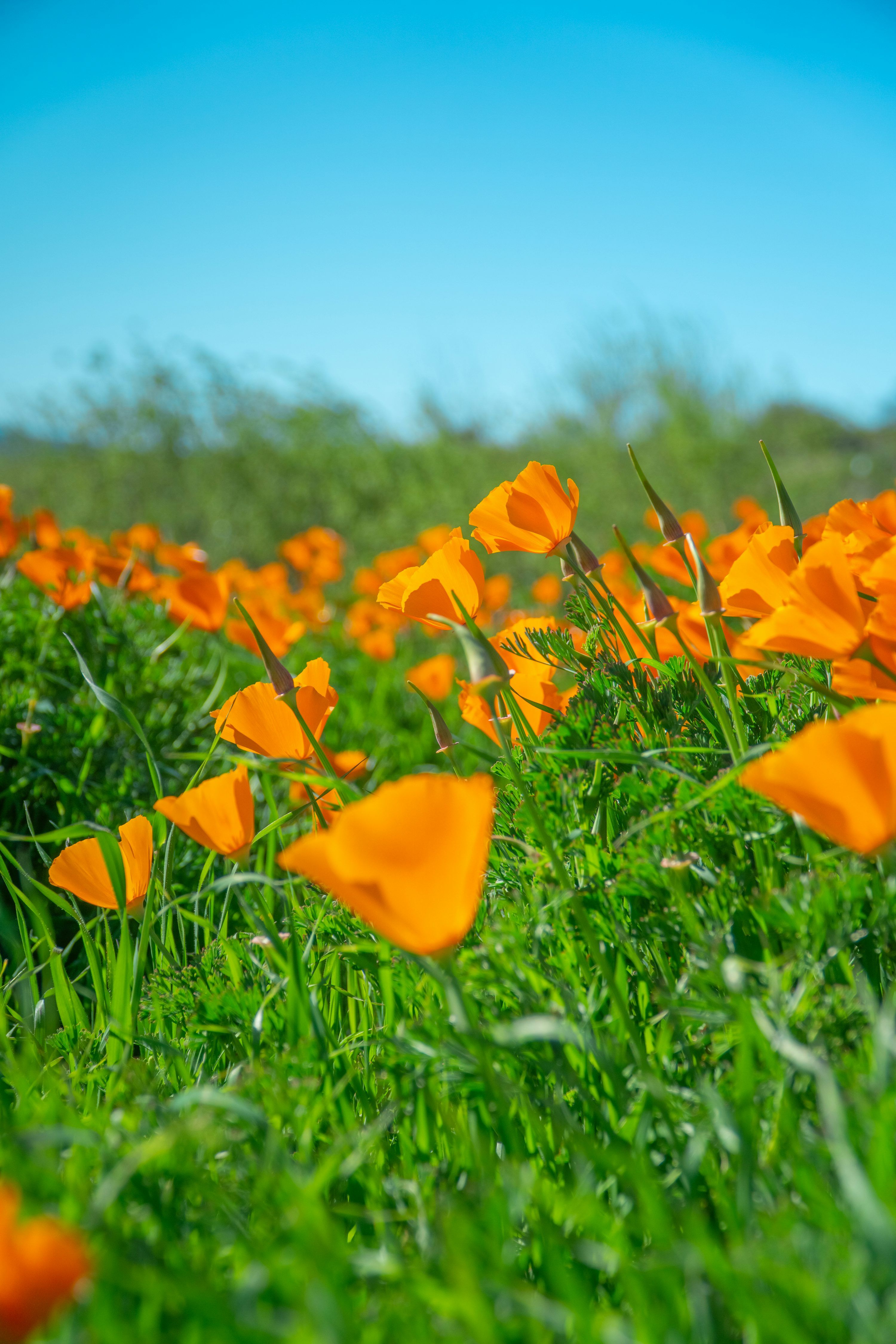 3000x4500 A field full of orange flowers on a sunny day photo