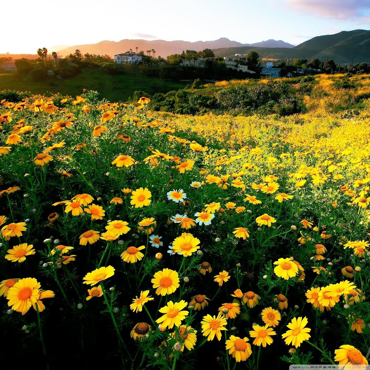 1280x1280 Spring comes early to southern California 4K UHD Wallpaper for UltraHD Desktop and TV : Widescreen and UltraWide Display : Smartphone and Tablet Devices