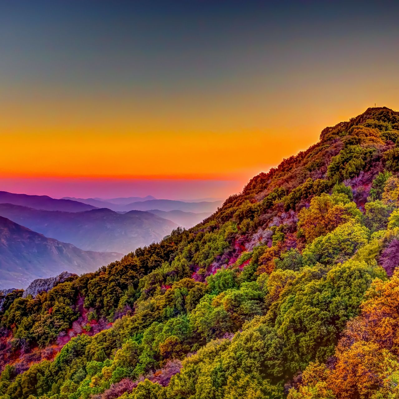 1280x1280 Sequoia National Park Wallpaper 4K, California