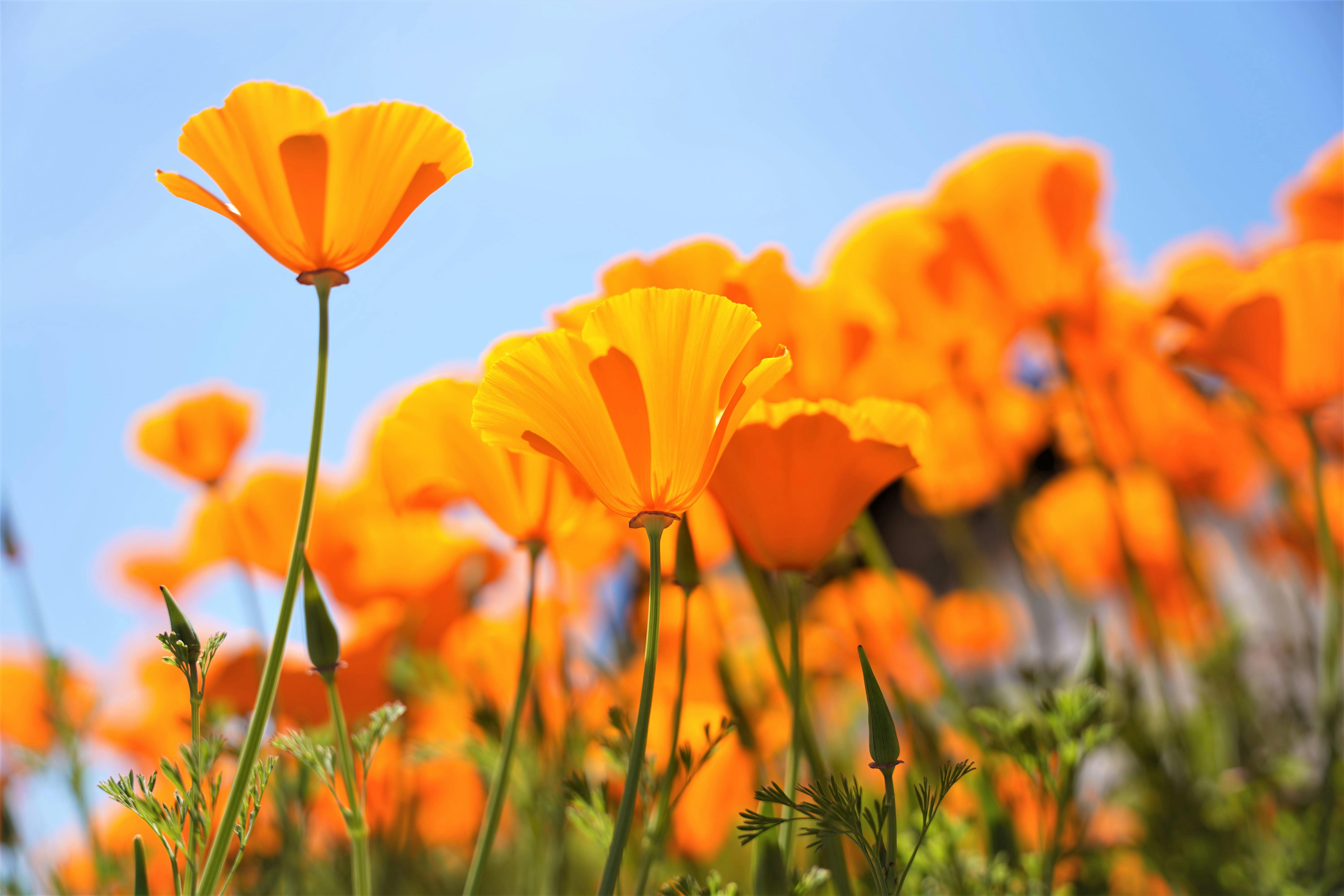 6000x4000 California Poppy Photo, Download The BEST Free California Poppy & HD Image