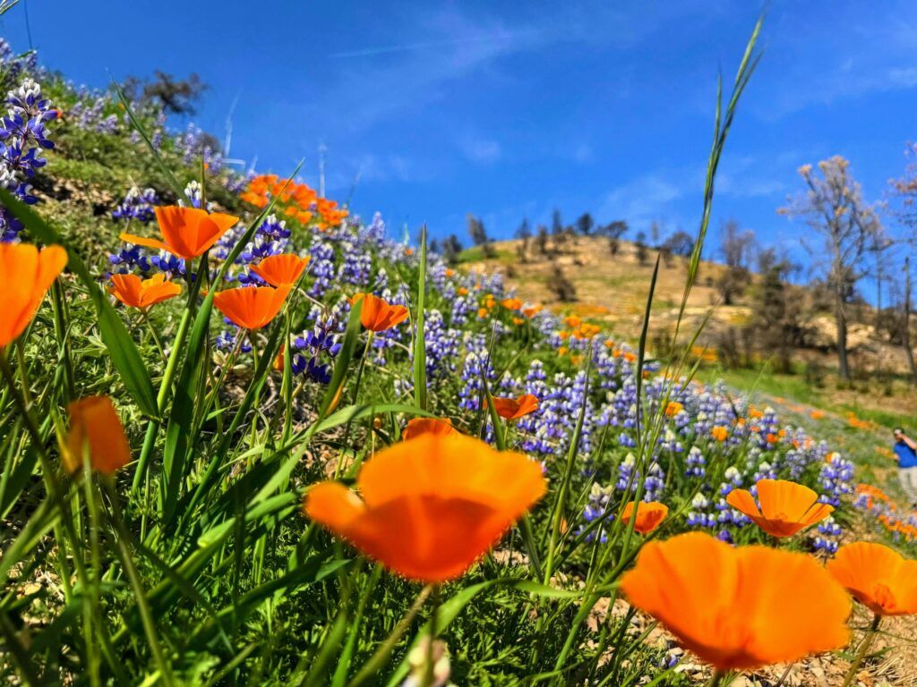 1024x768 Best Places to See Wildflower Superblooms in Santa Barbara County. The Neal Taylor Nature Center at Cachuma Lake
