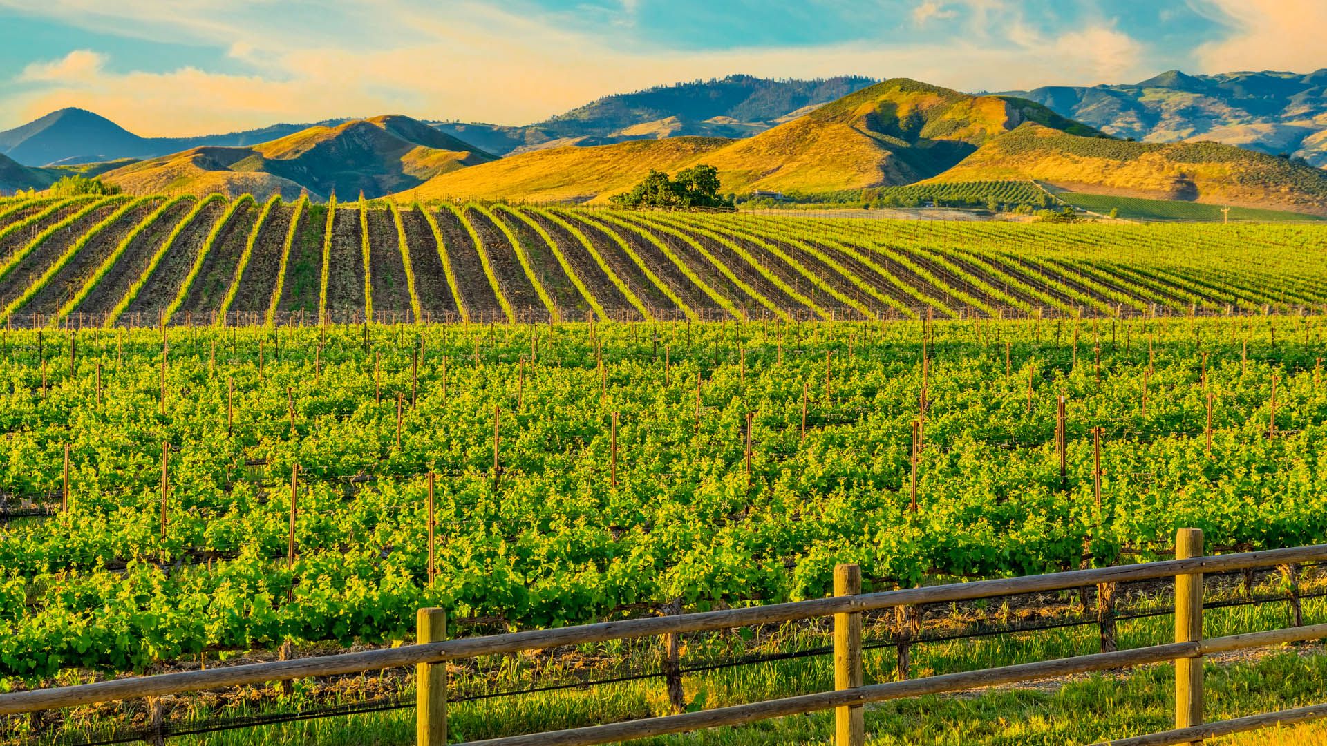 1920x1080 Spring vineyard in the Santa Ynez Valley, Santa Barbara, California, USA. Windows Spotlight Image