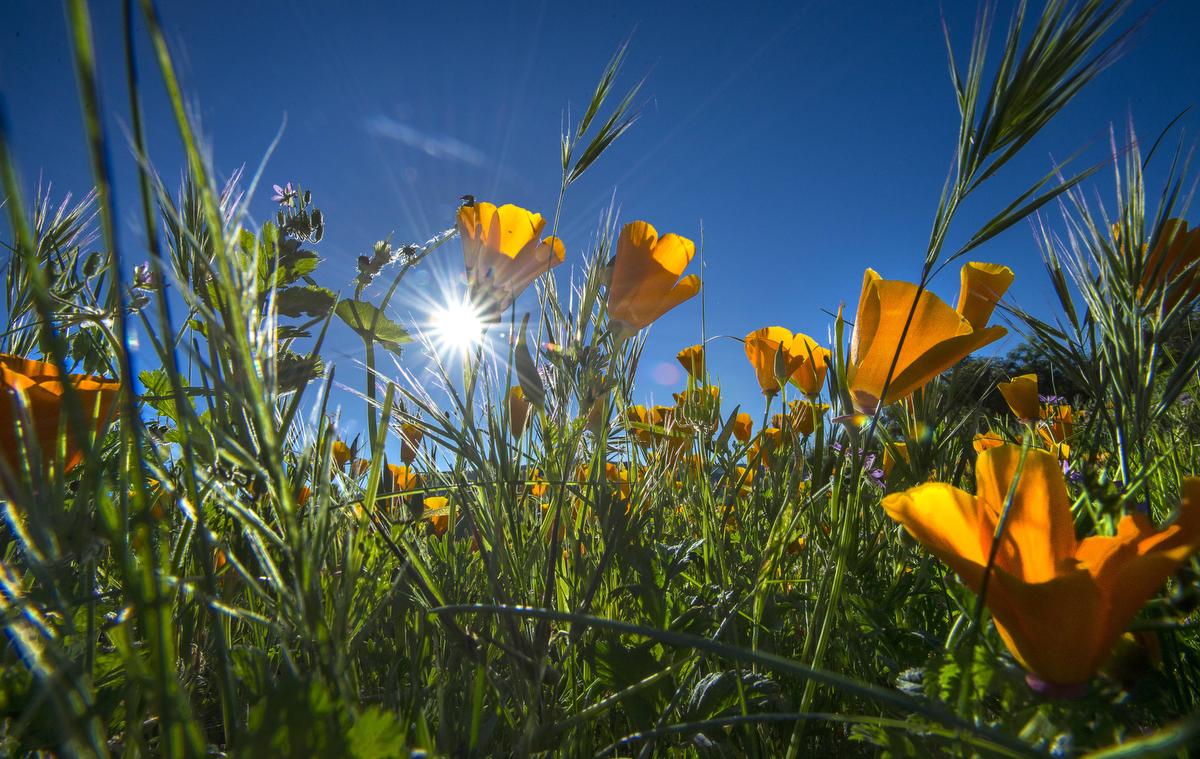1200x759 After rains, heat, wildflowers explode in Orange County