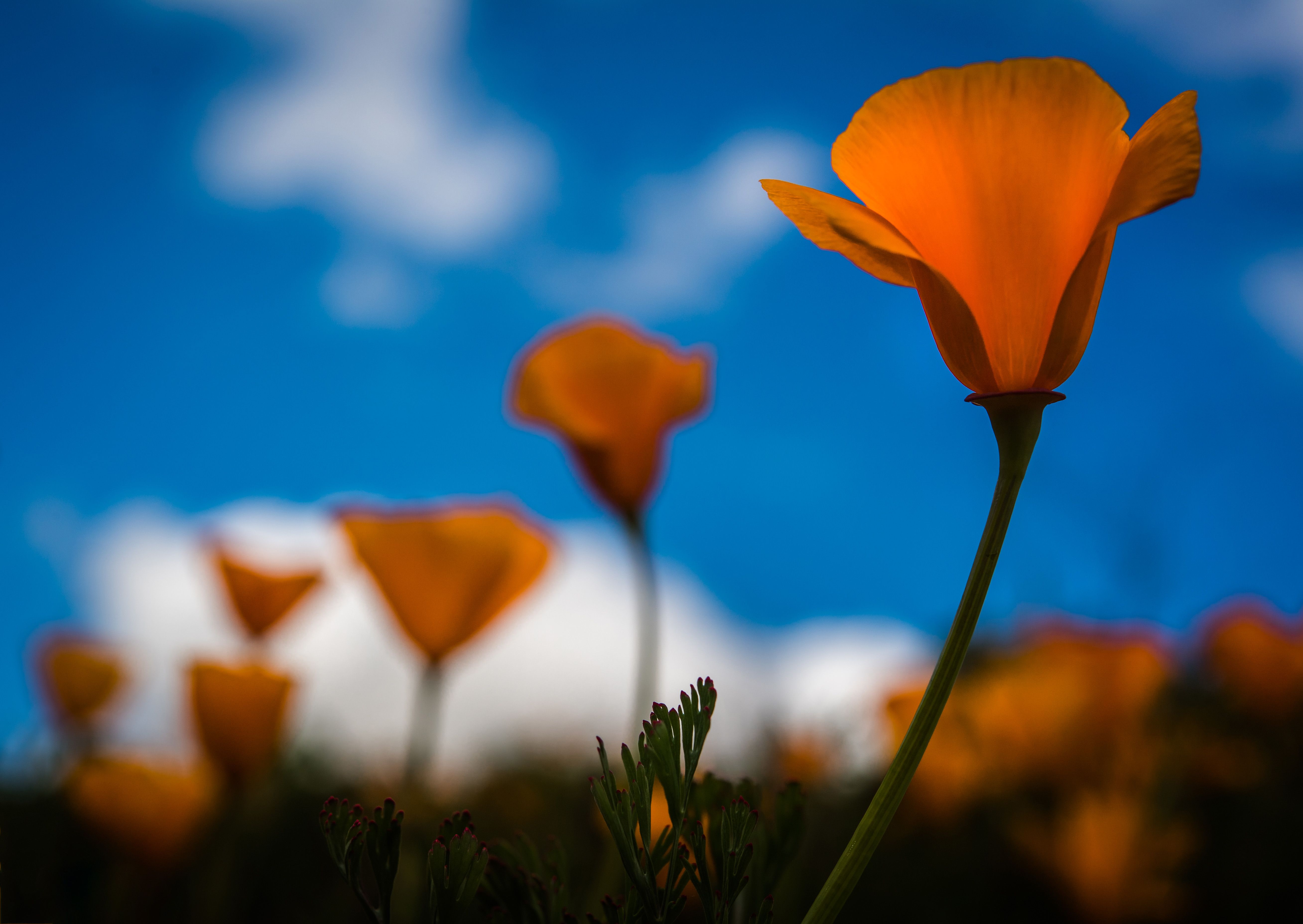 5232x3712 Ah, it's a super spring bloom in Southern California!