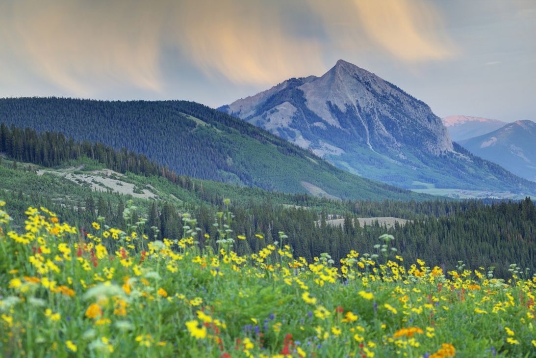 1093x729 A Colorful Guide to Colorado's Wildflower Season