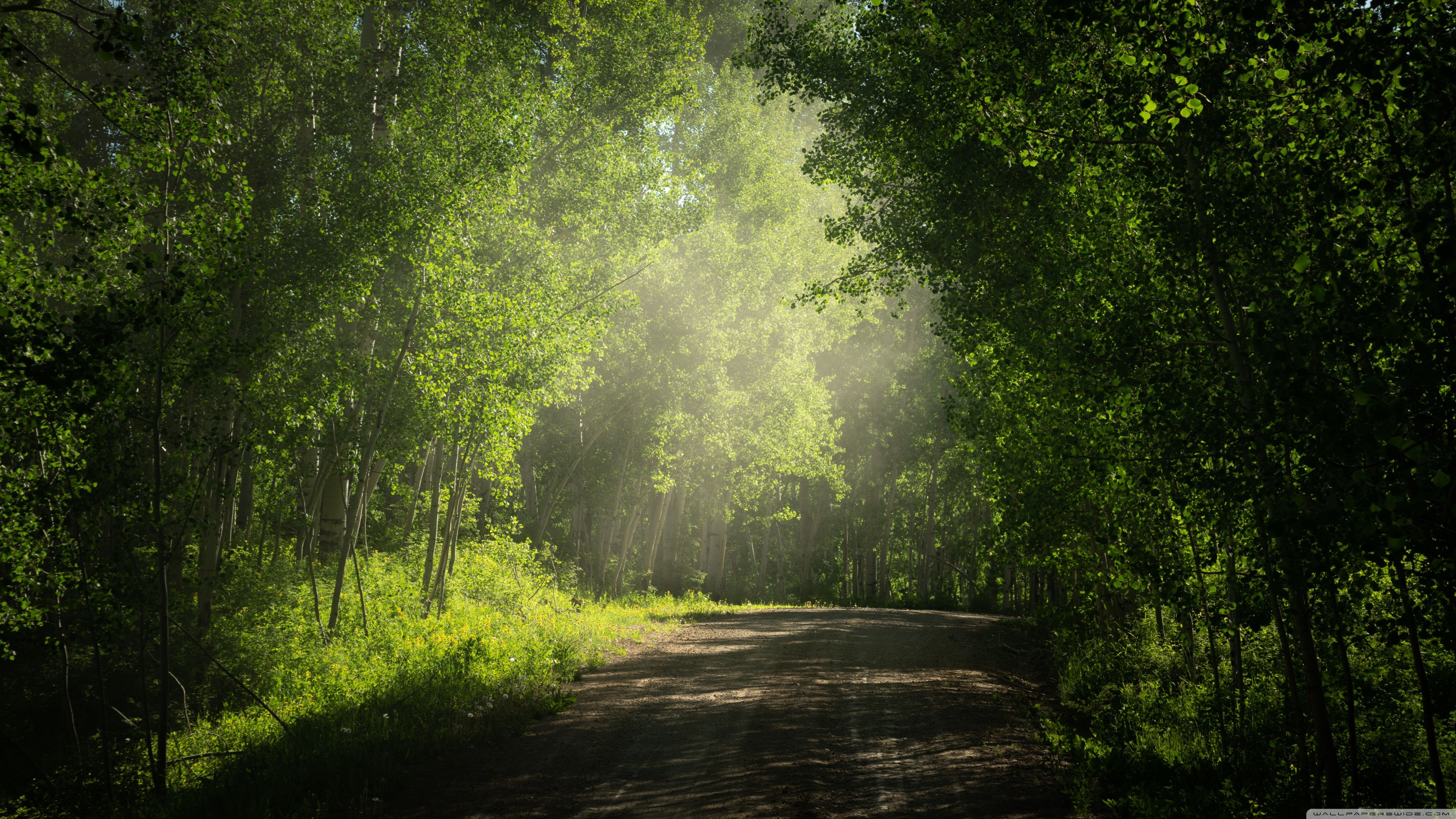 3840x2160 Road, Aspens Trees in Colorado Summer 4K UHD Wallpaper for UltraHD Desktop and TV : Widescreen and UltraWide Display : Dual Monitor : Smartphone and Tablet Devices