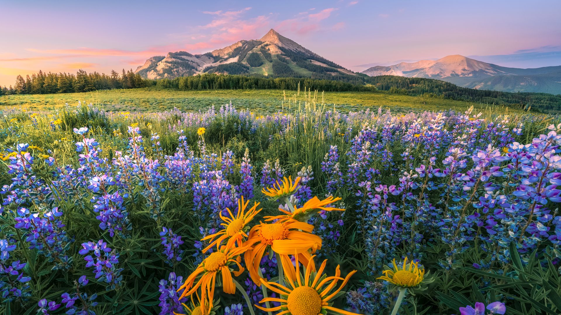 1920x1080 Wildflower field under summer morning sky, Mount Crested Butte, Colorado, USA. Windows Spotlight Image