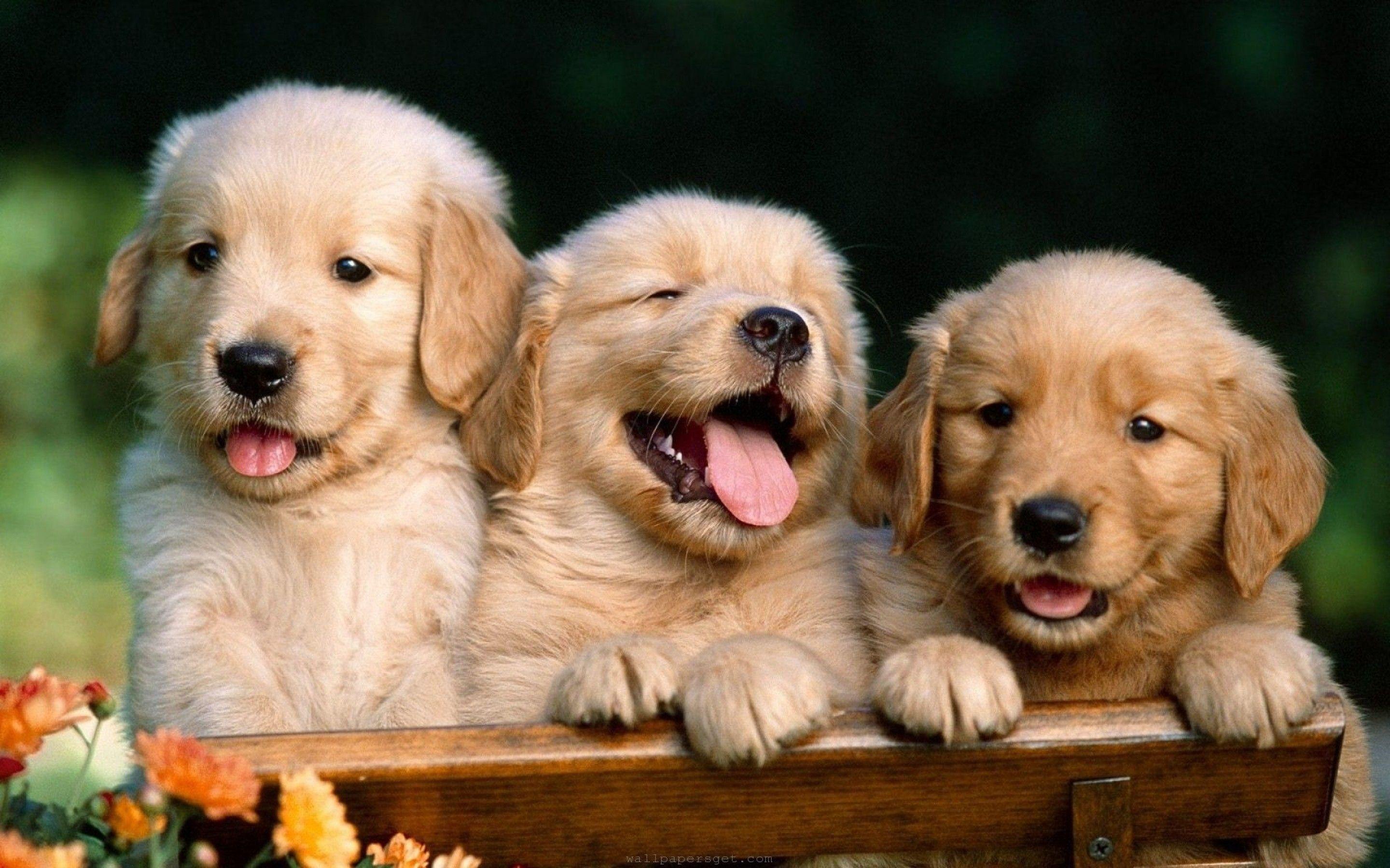 puppies wallpaper for desktop