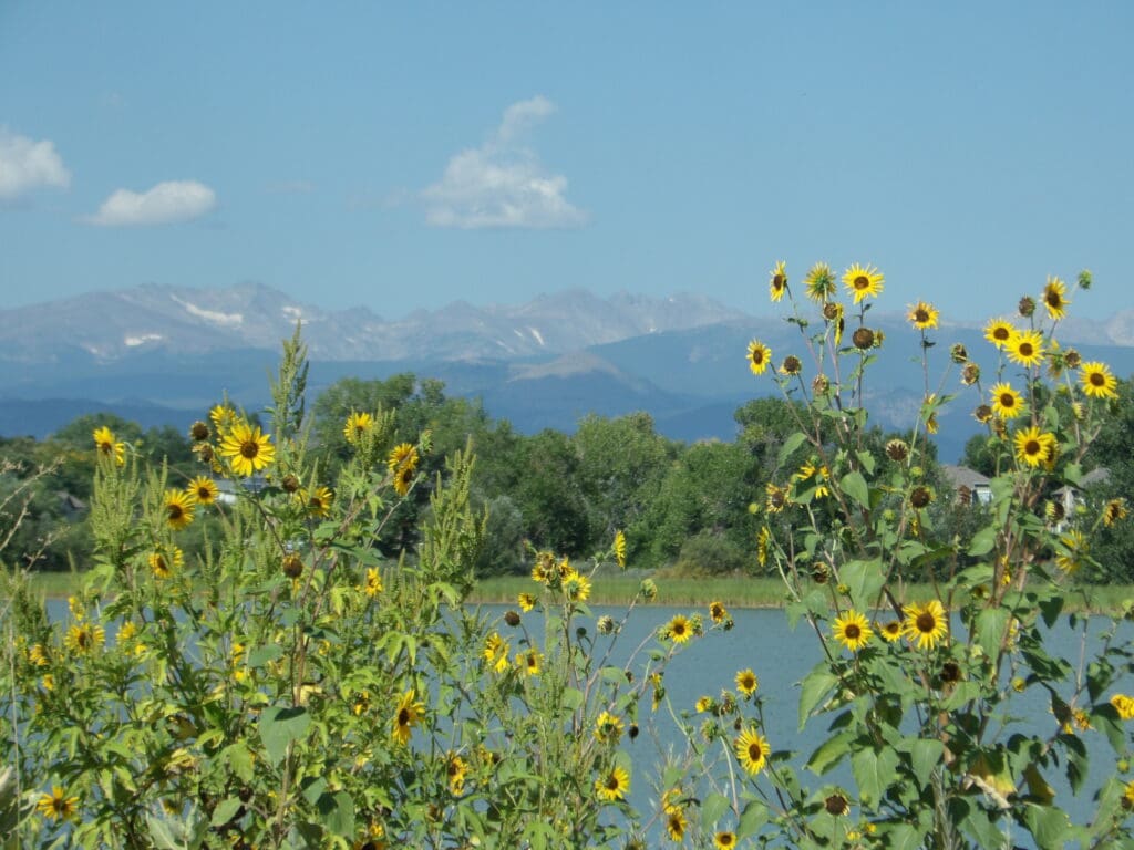 1024x768 Boulder's Sunflower Summer: Here For A Second Wind For A Second!. About Boulder County Colorado and Local Guide to Boulder County Colorado