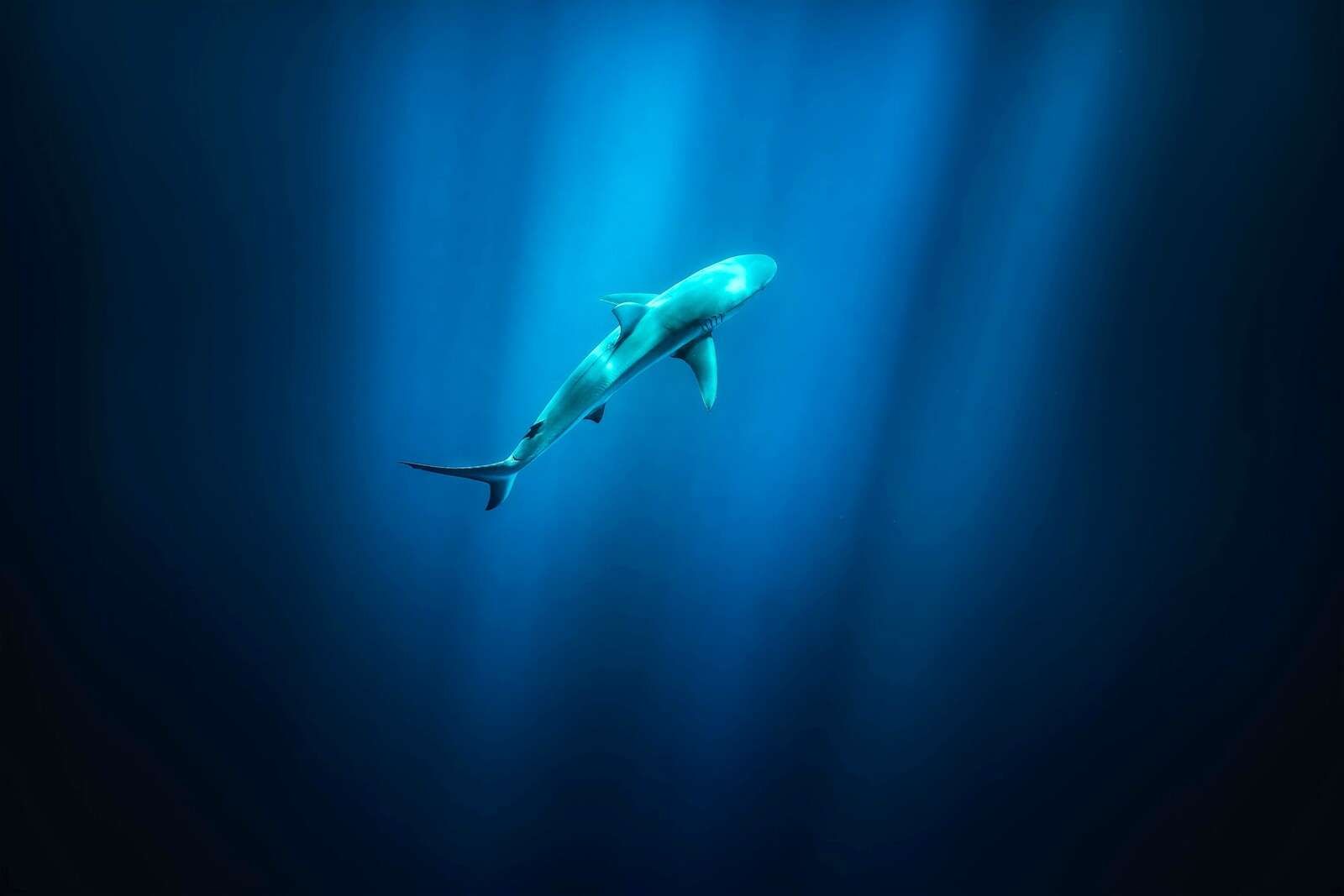 1600x1067 Wallpaper Mural in deep blue ocean light