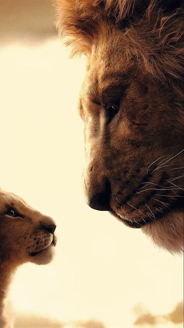736x1306 ménage. Lions photo, Lion king picture, Lion picture