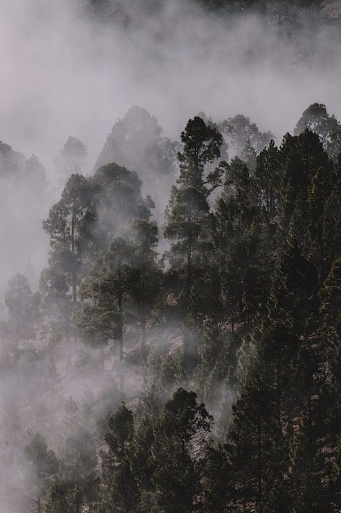 493x740 Fog sunlight Image