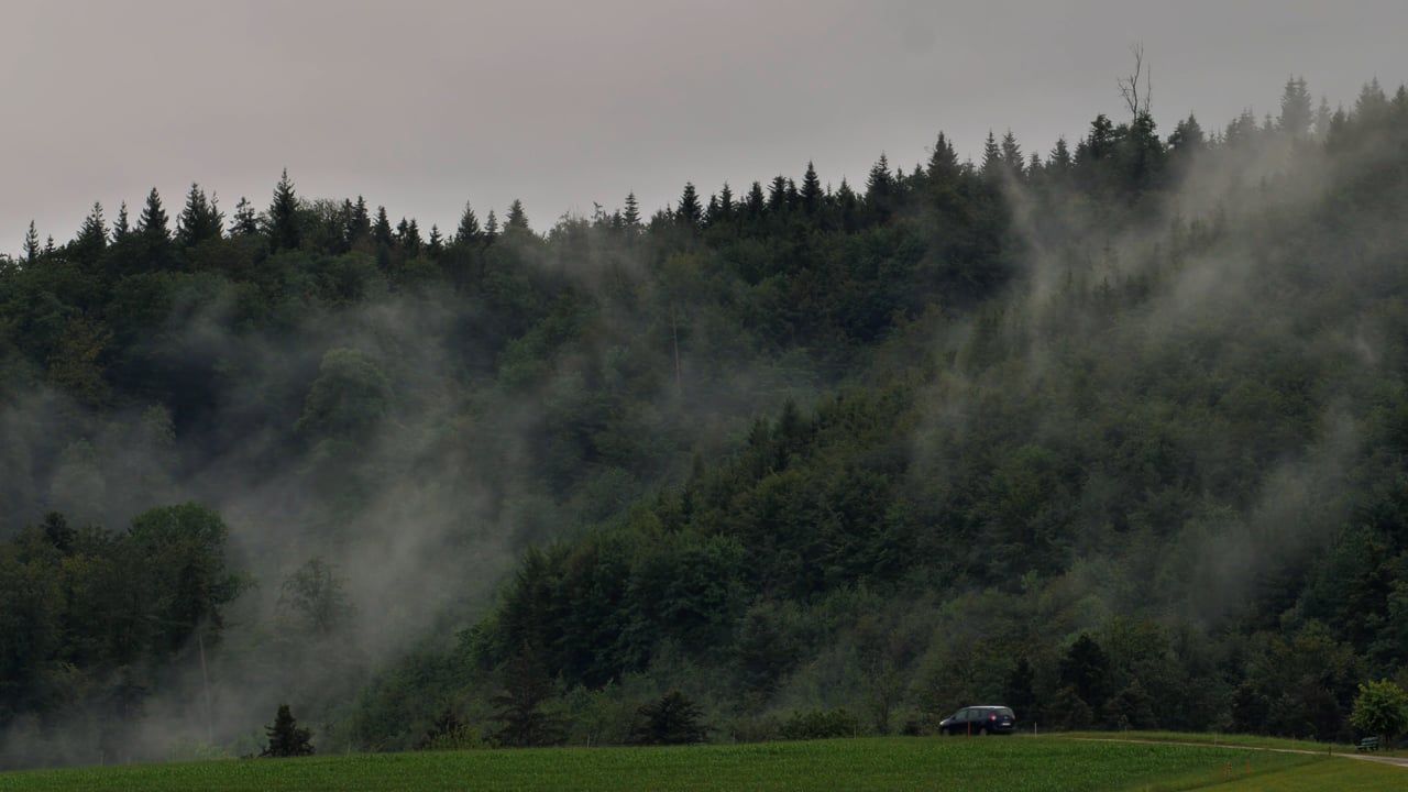 1280x720 Forest, Trees, Fog, Fogging