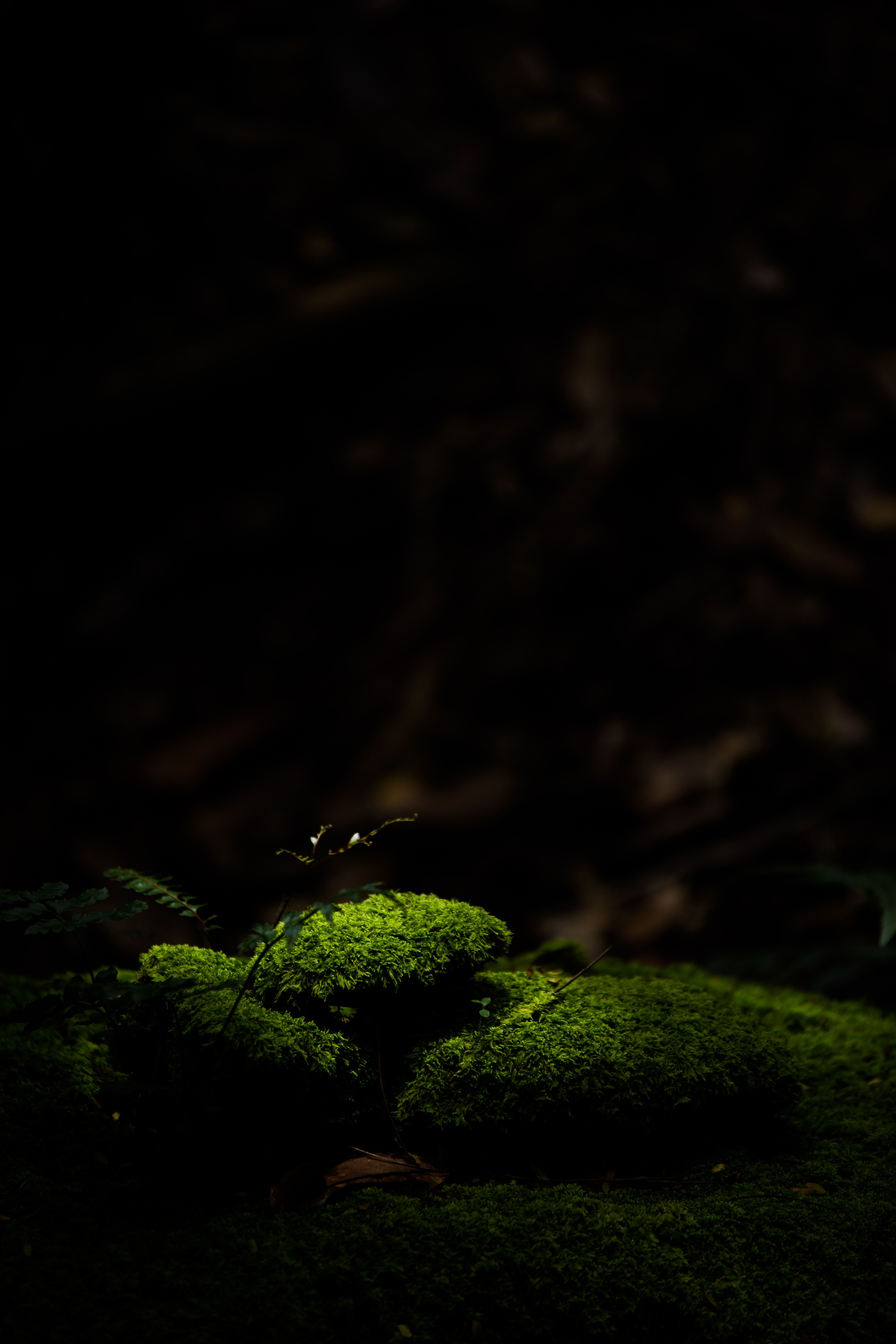 3840x5760 Wallpaper Nature, Green, Black, Light, Darkness, Background Free Image