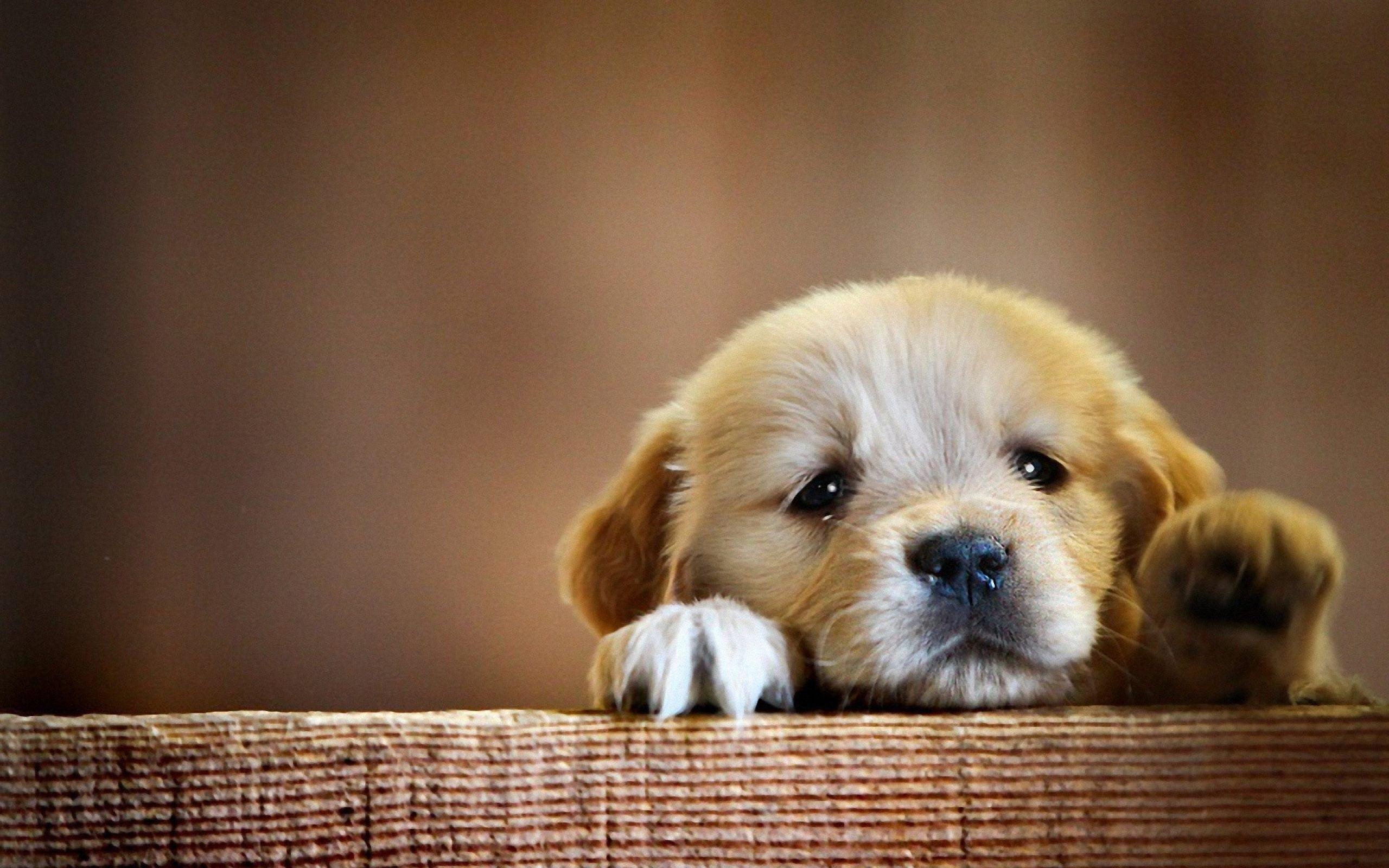 Cute Puppy Dog Wallpapers - Top Những Hình Ảnh Đẹp