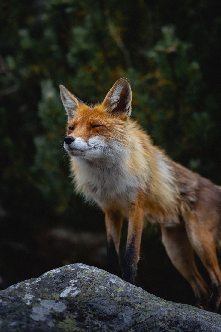 736x1104 Fox. Forest