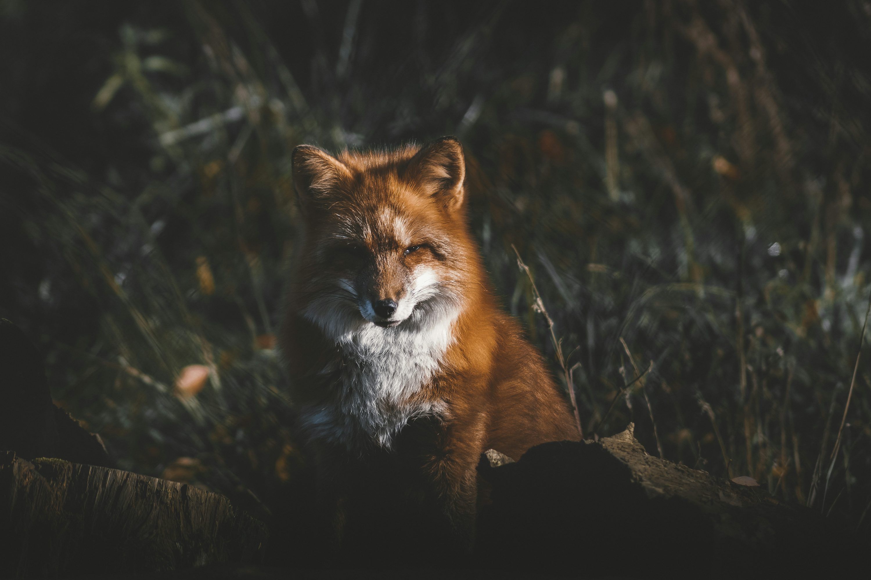 3000x2000 A fox in the woods photo