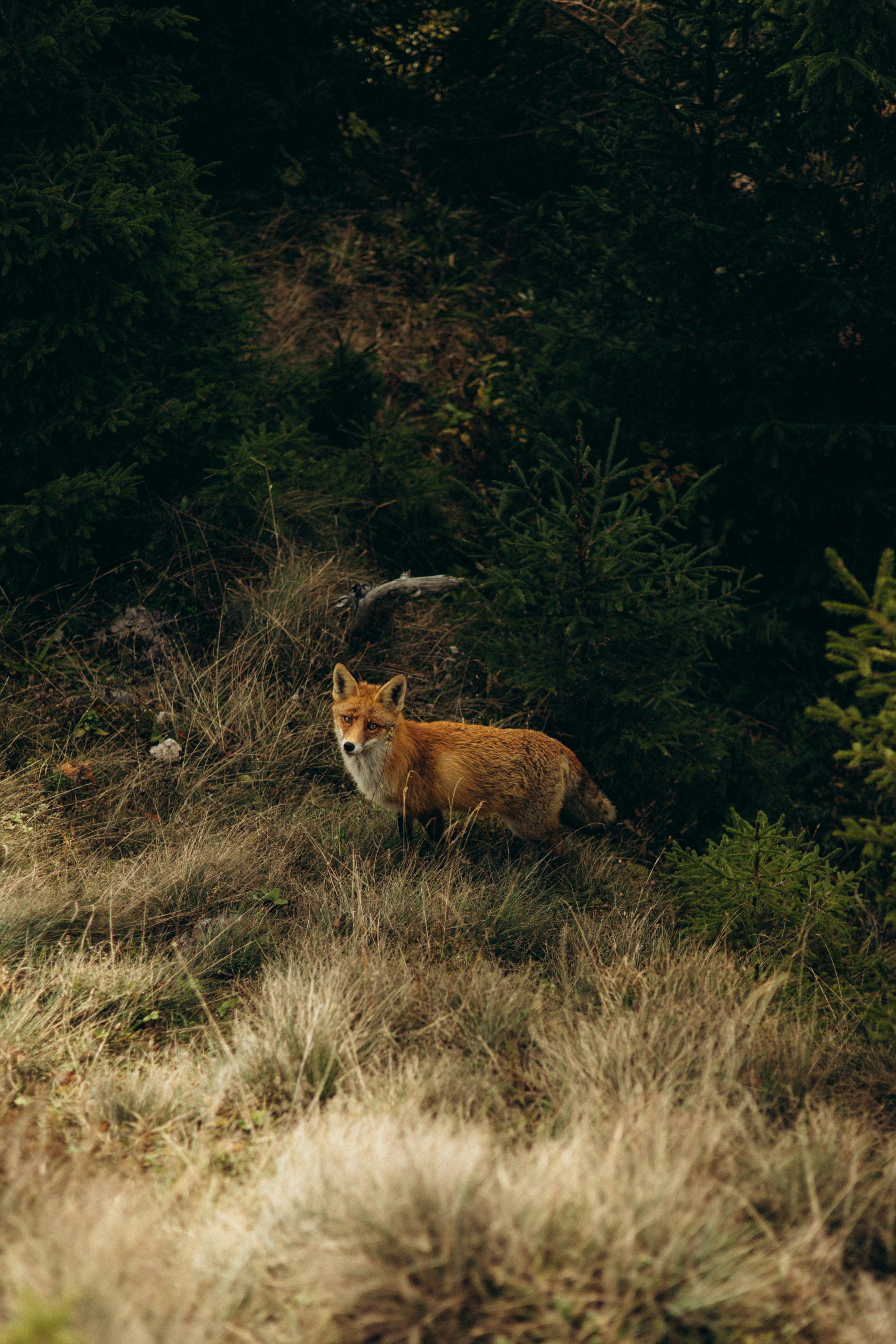 3334x5001 Red Fox in Dense Forest Underbrush · Free
