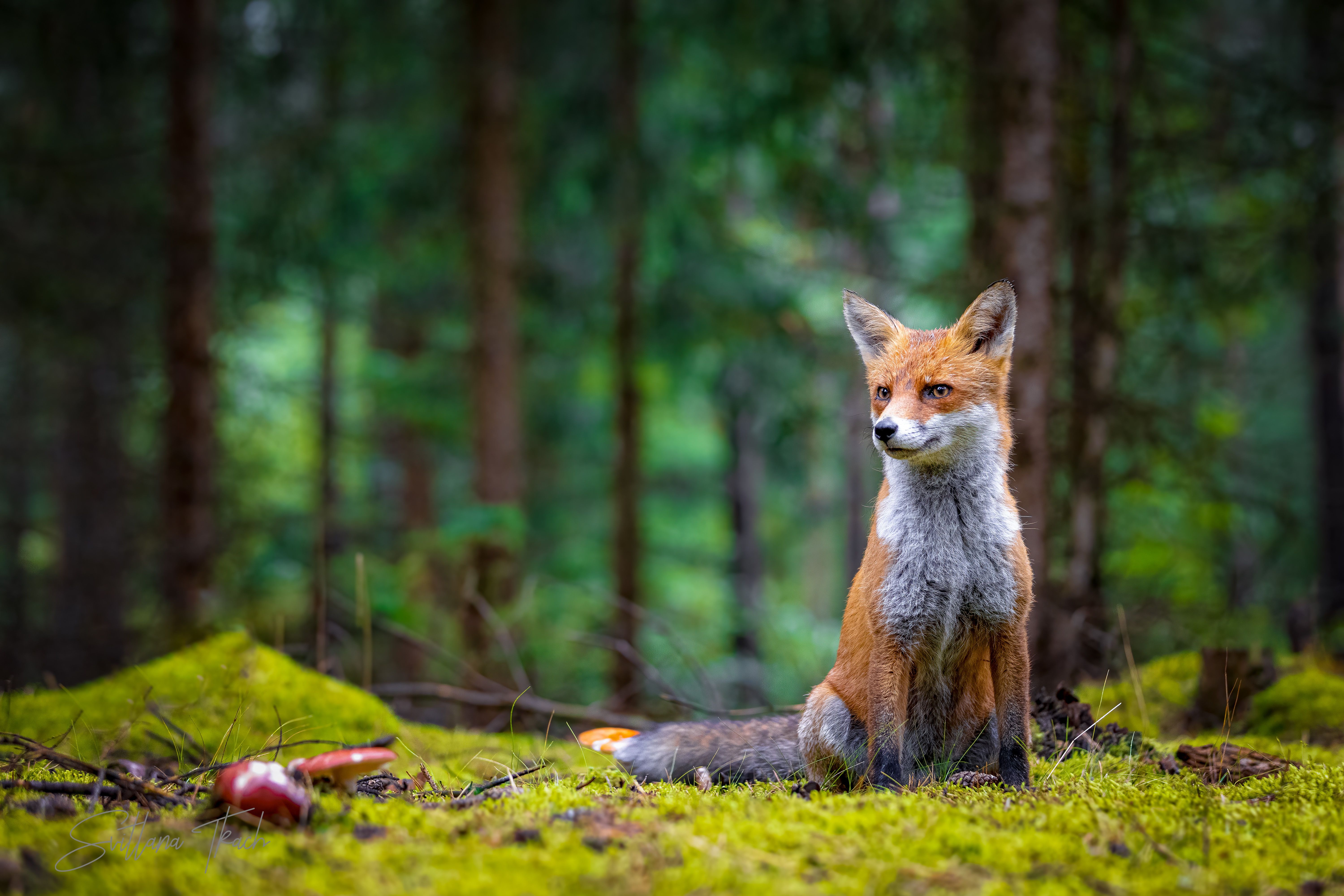 6000x4002 Majestic Fox in Lush ForestK Ultra HD Animal Wallpaperx4002