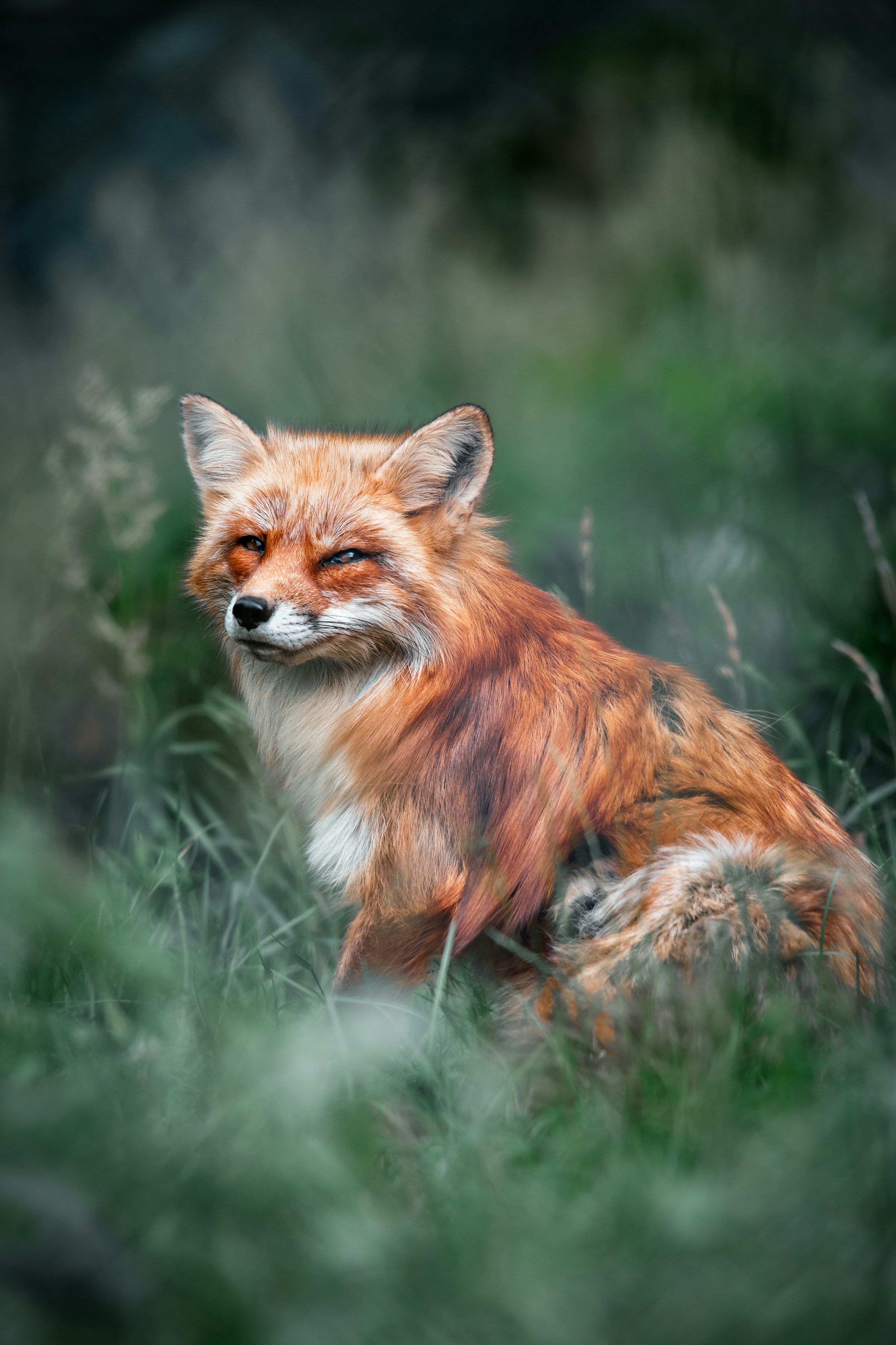3000x4500 A red fox sitting in a field of tall grass photo