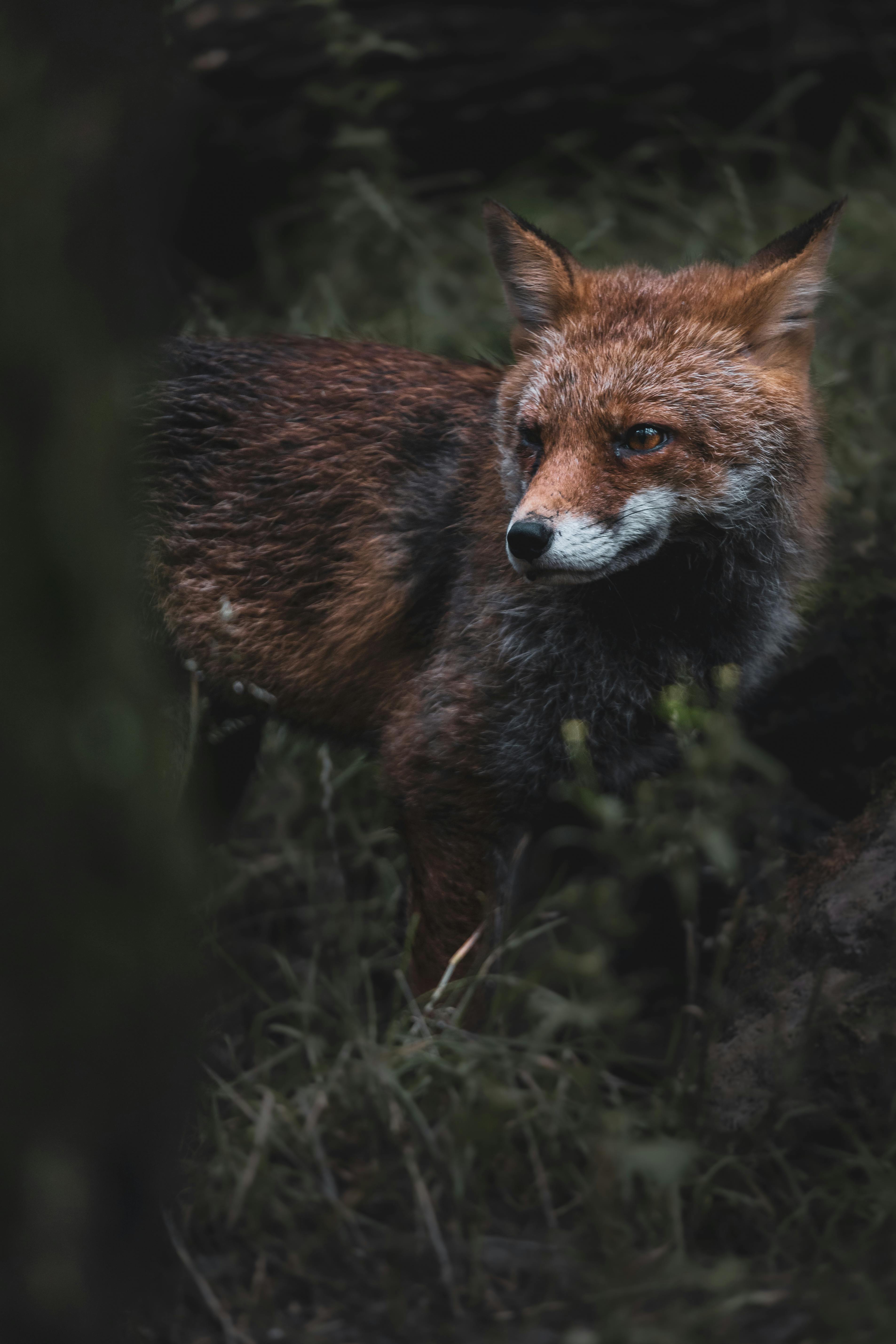 3811x5716 Red Fox in Wild Nature · Free