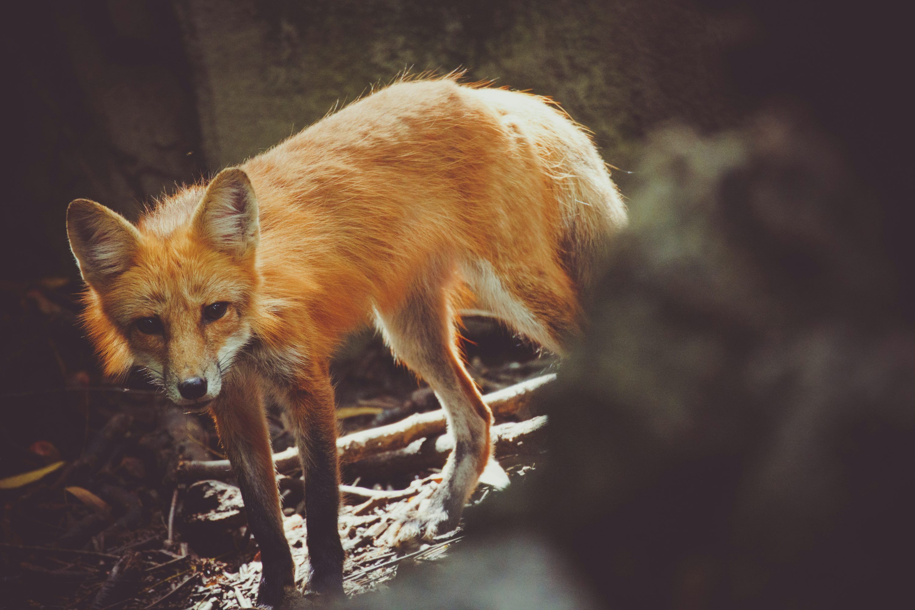 3000x2001 A red fox stands in a dark forest. photo