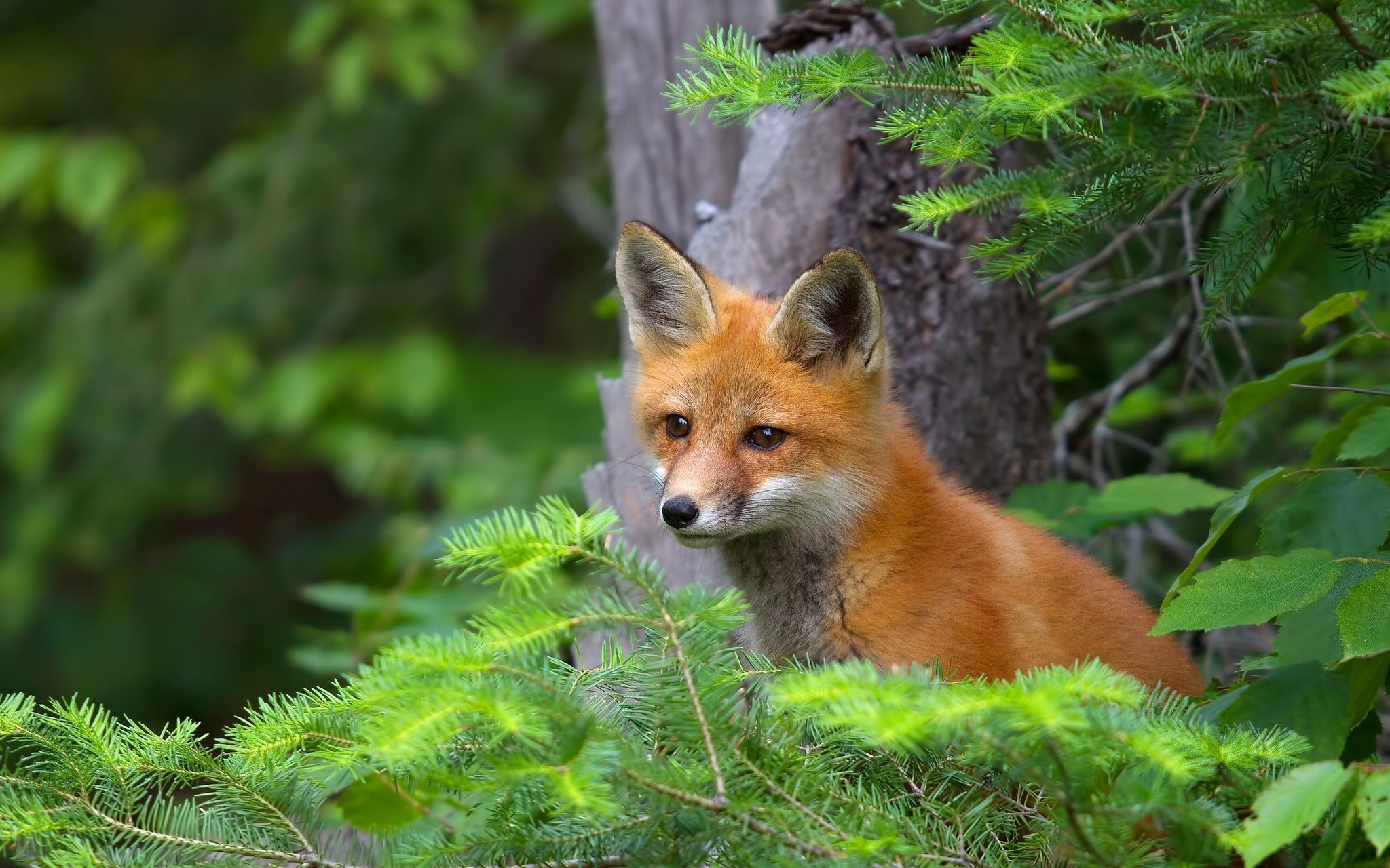 2048x1280 fox in forest grass