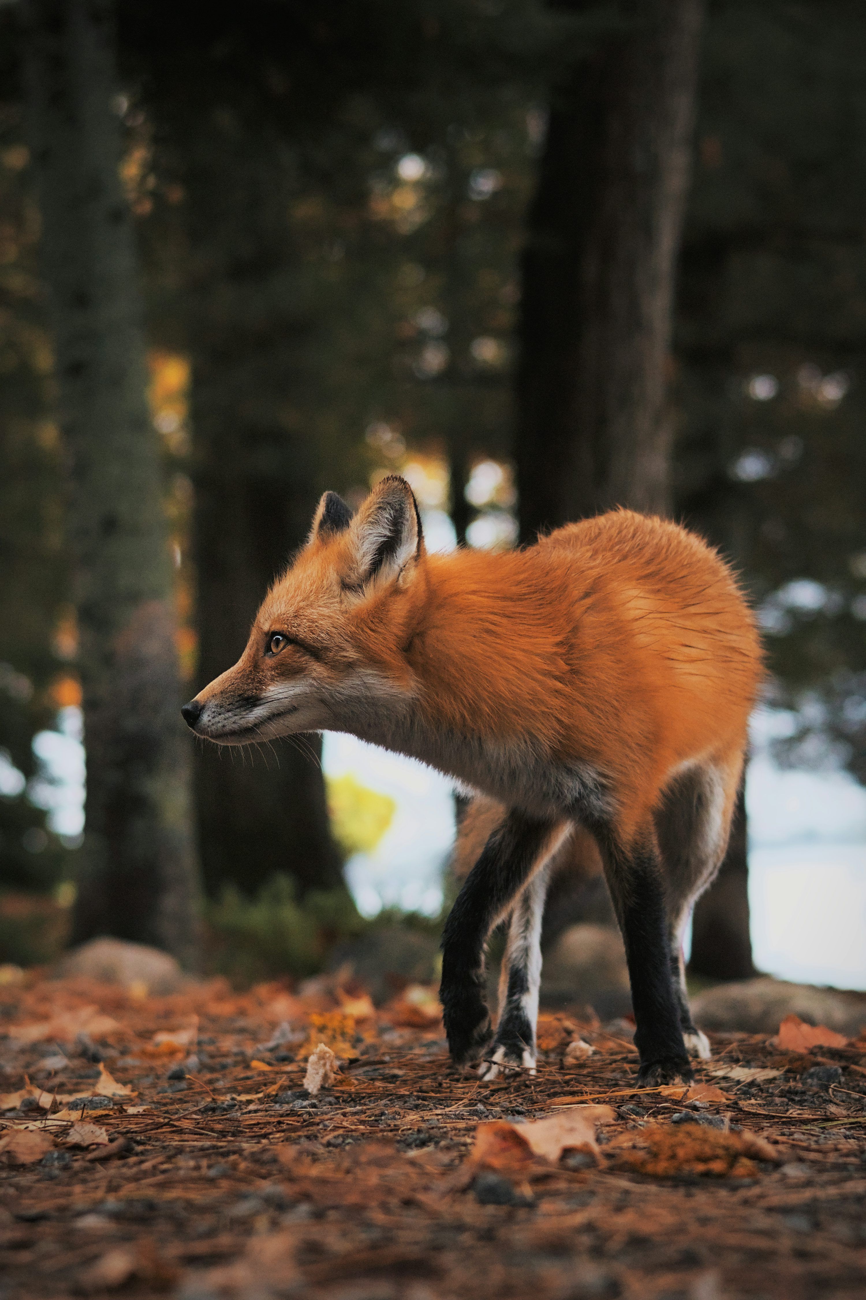 3000x4500 A red fox walking through a forest filled with trees photo