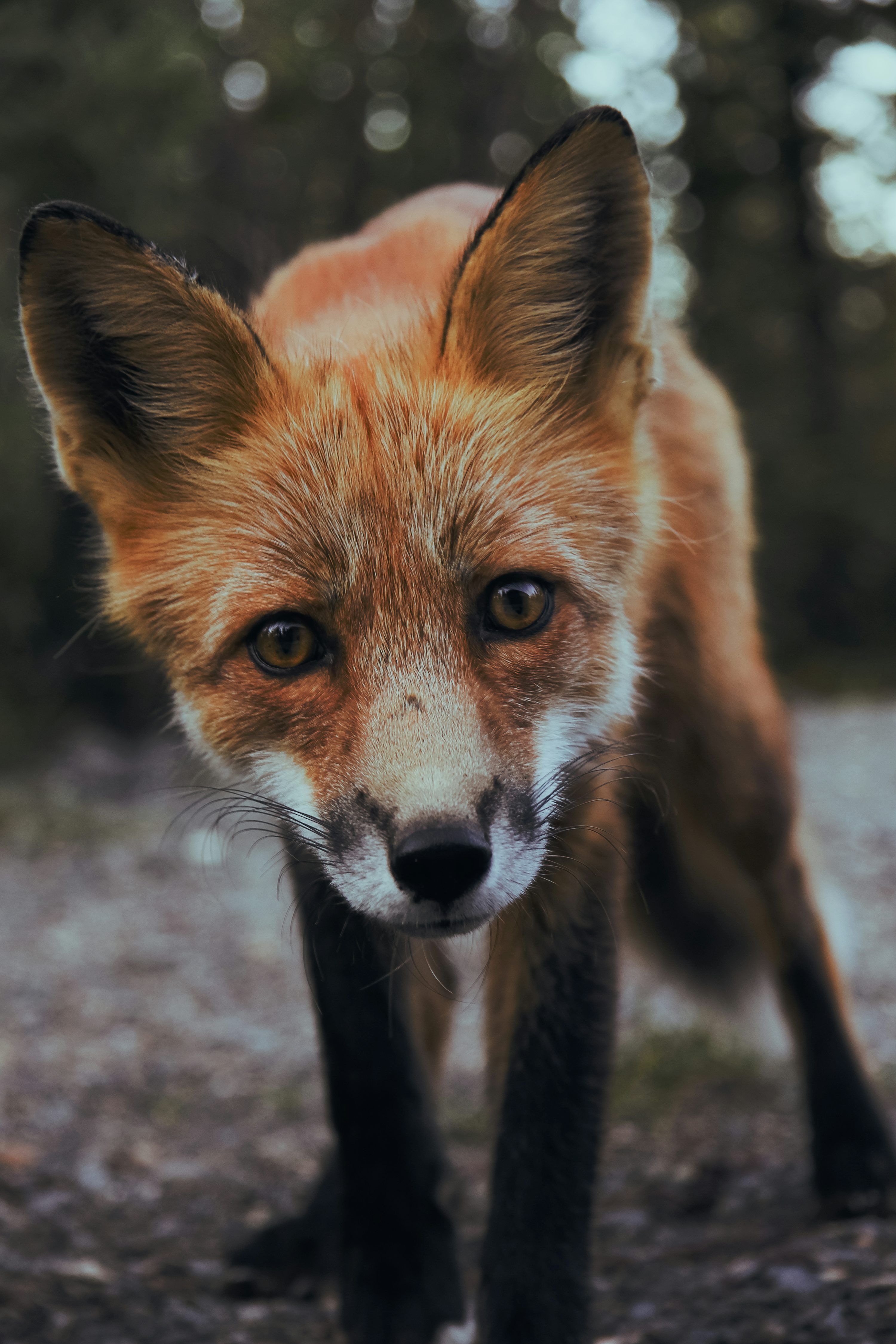 3000x4500 Selective focus photography of orange fox photo