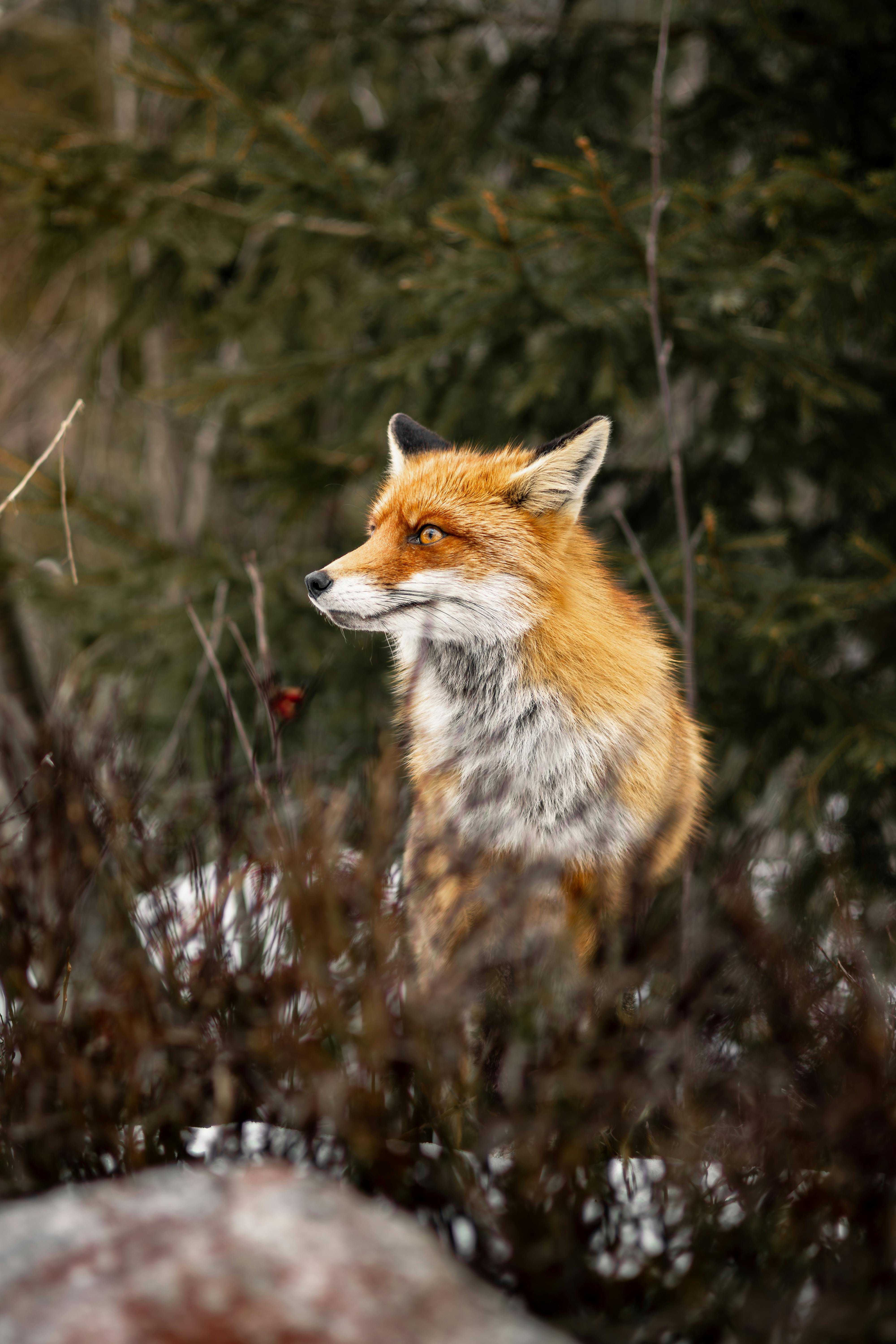 4000x6000 Resting Red Fox in Forest Setting · Free