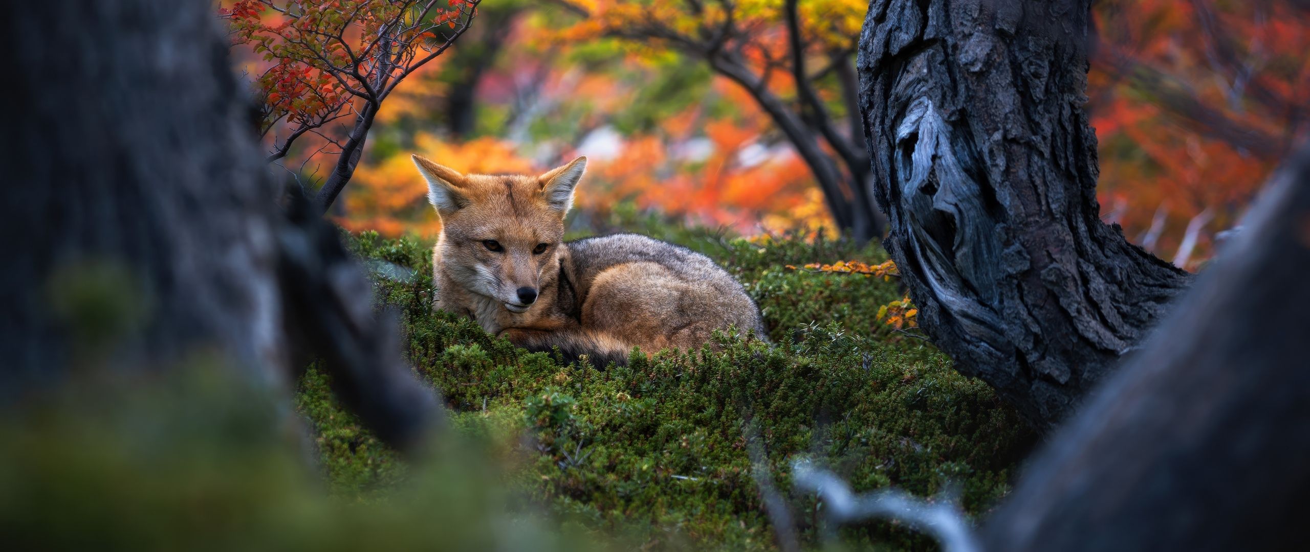 2560x1080 Patagonian fox Wallpaper 4K, Wildlife, Autumn Forest