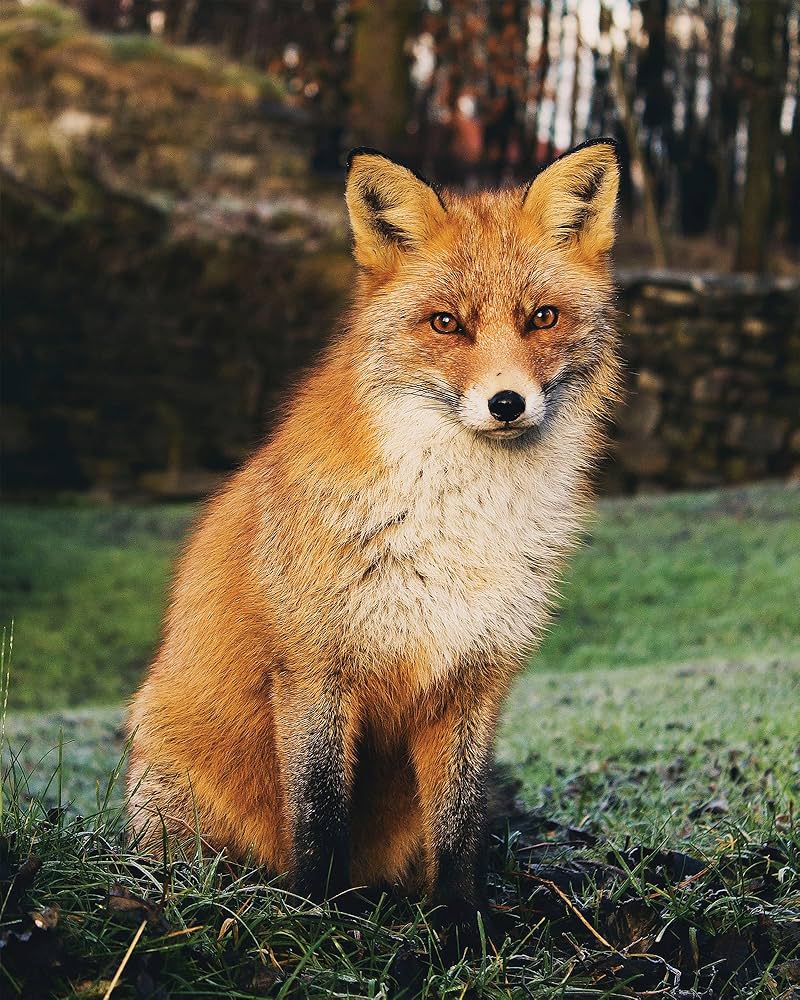 800x1000 Red Fox in Autumn Wildlife Animal (8x10 Unframed Photo). (Poster Framed Photo Picture Print). Room Decor Wall Art for Kids Baby Nursery Children: Posters & Prints