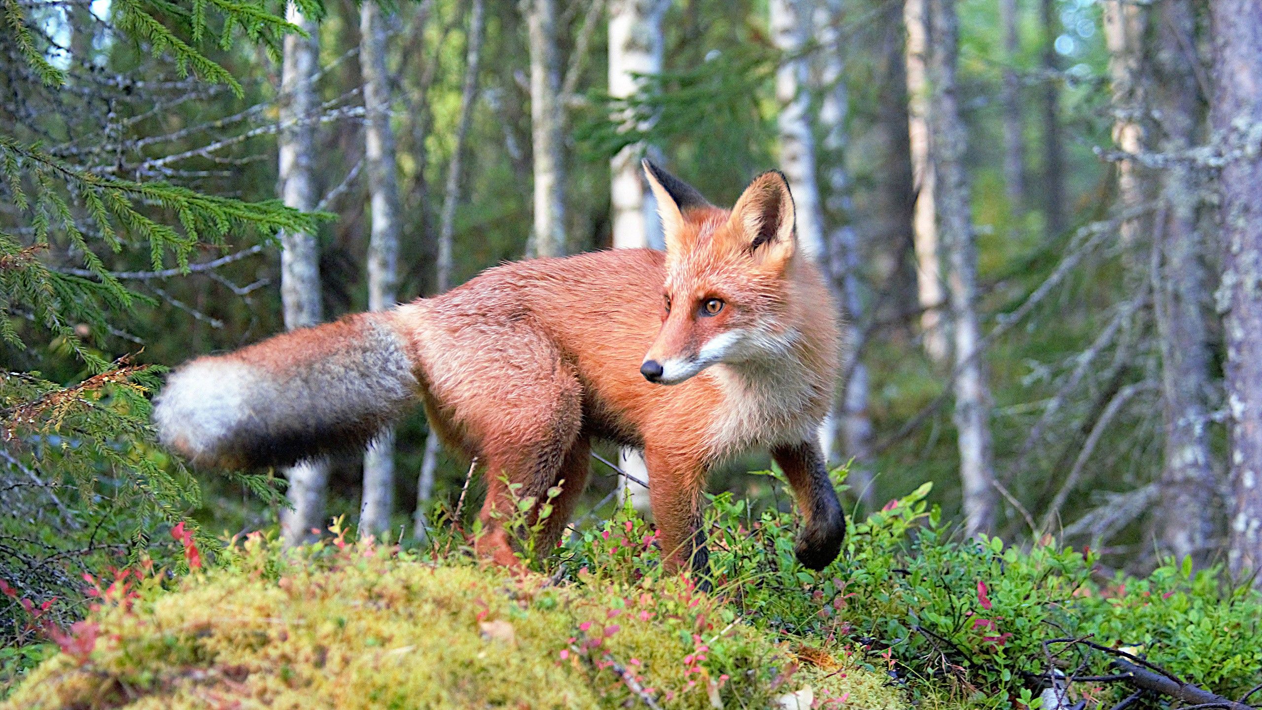 2560x1440 Brown Fox Is Standing In Trees Forest Background HD Fox Wallpaper