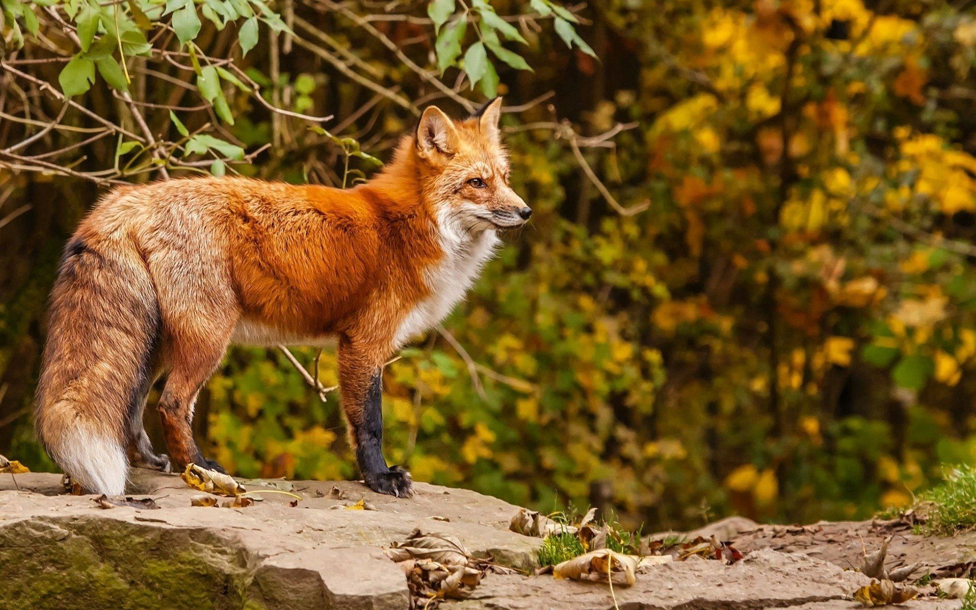 1920x1200 Elegant Fox in Autumn Forest Wallpaperx1200