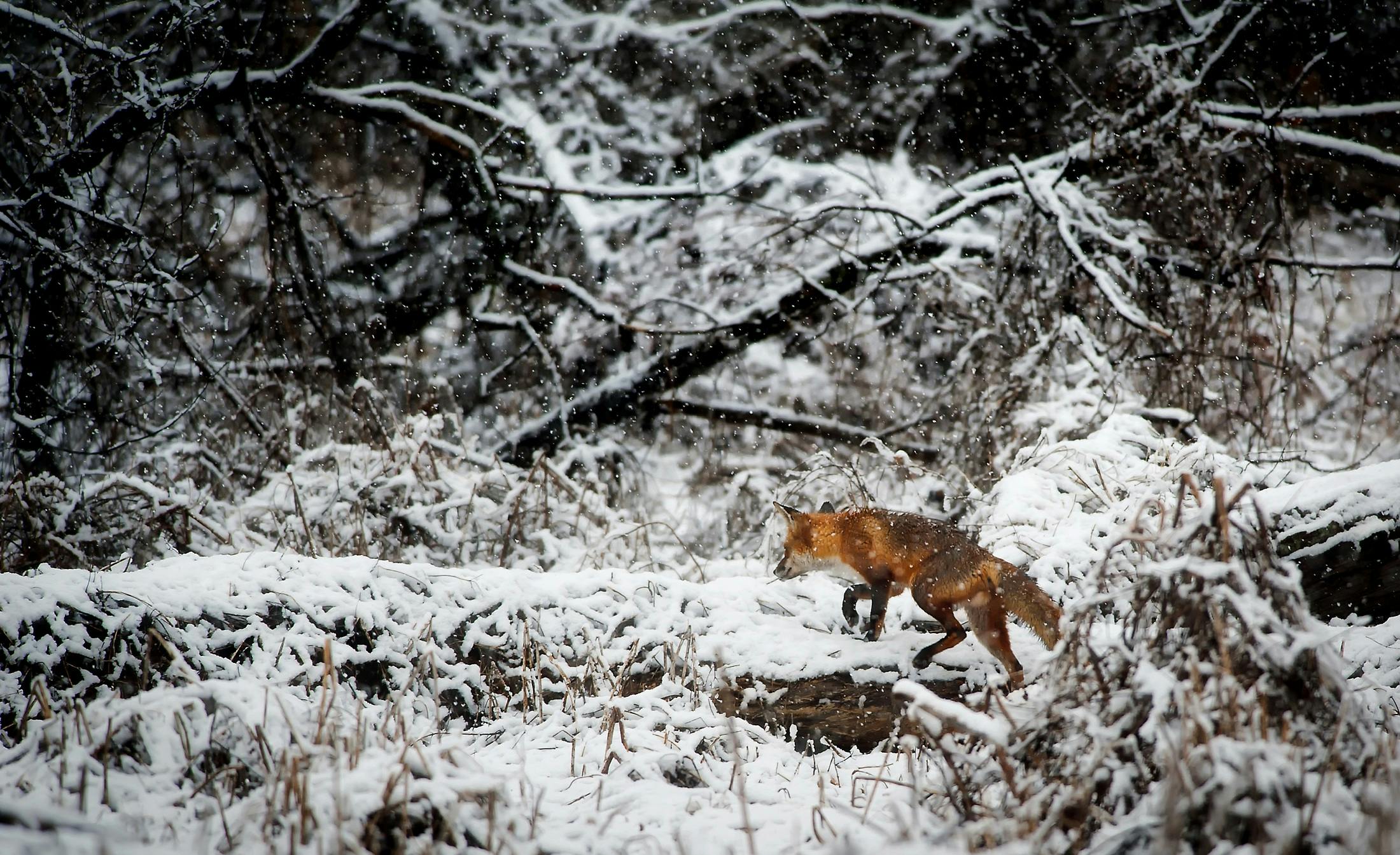 2200x1345 Fox on Snow Covered Field in Forest · Free