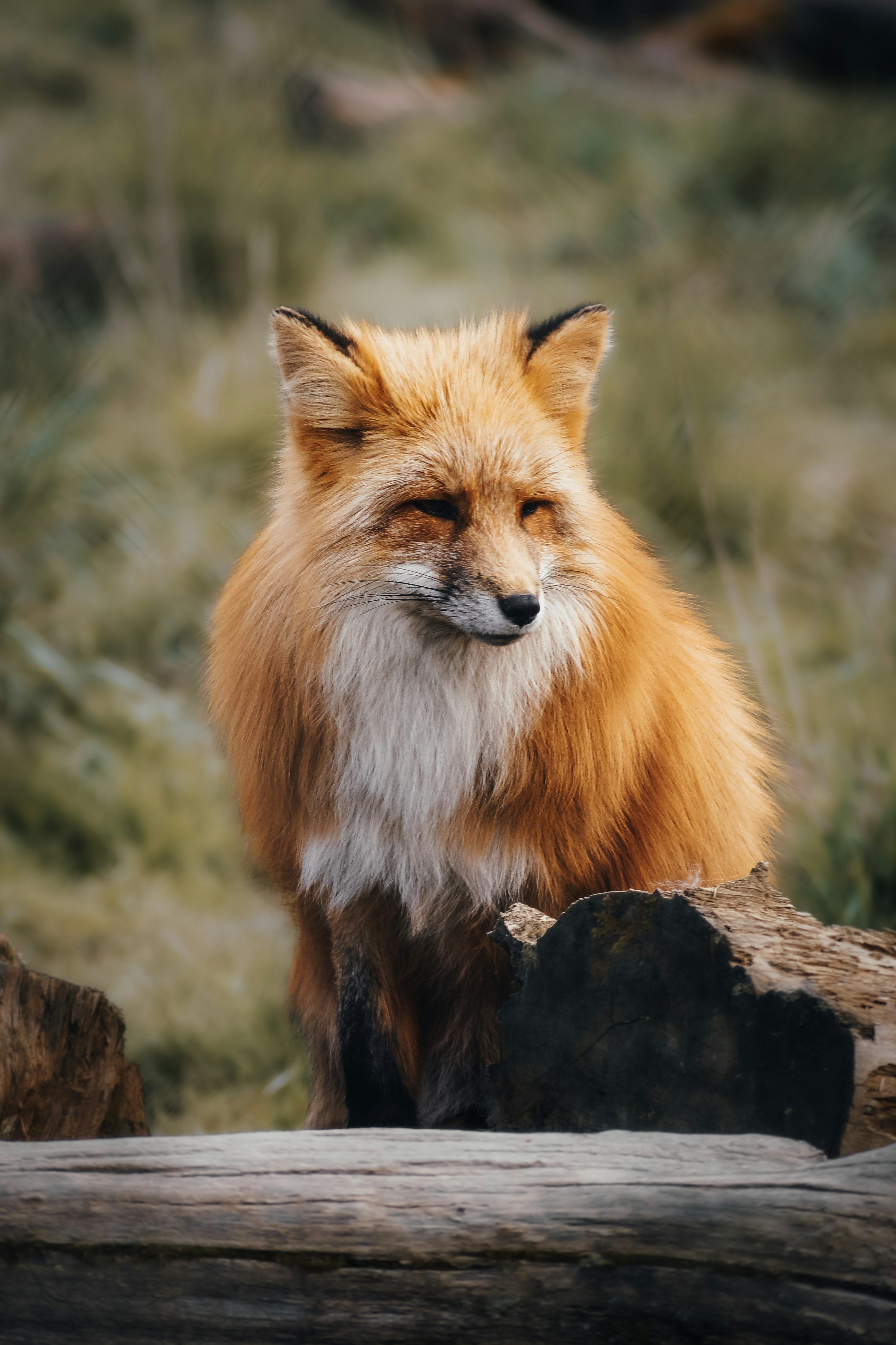3000x4500 A close up of a fox on a log photo