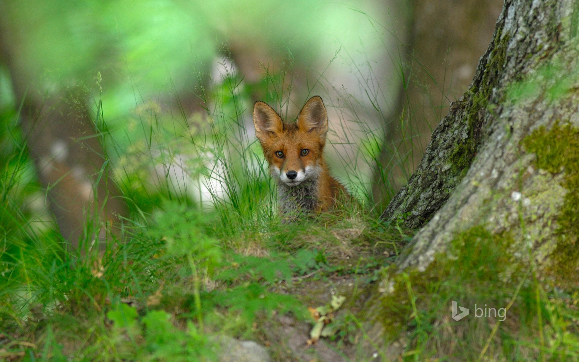 1920x1200 A red fox in the forest of Elfvik near Lidingö, Sweden Wallpaper