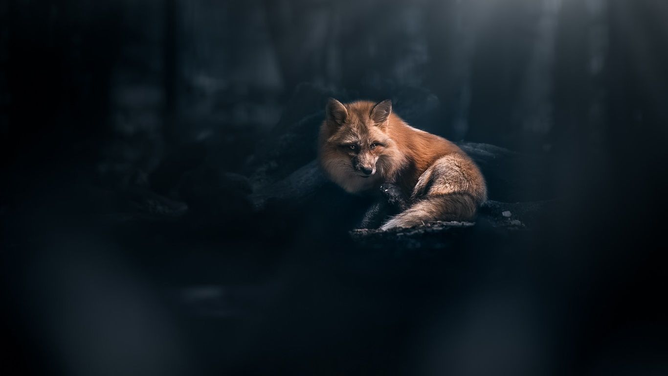 1366x768 Red Fox Look, Forest, Light 640x1136 IPhone 5 5S 5C SE Wallpaper, Background, Picture, Image