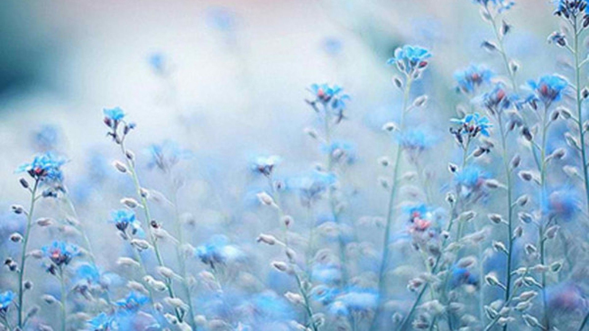1920x1080 Blue Flowers Plants Aesthetic Background HD Blue Aesthetic Wallpaper