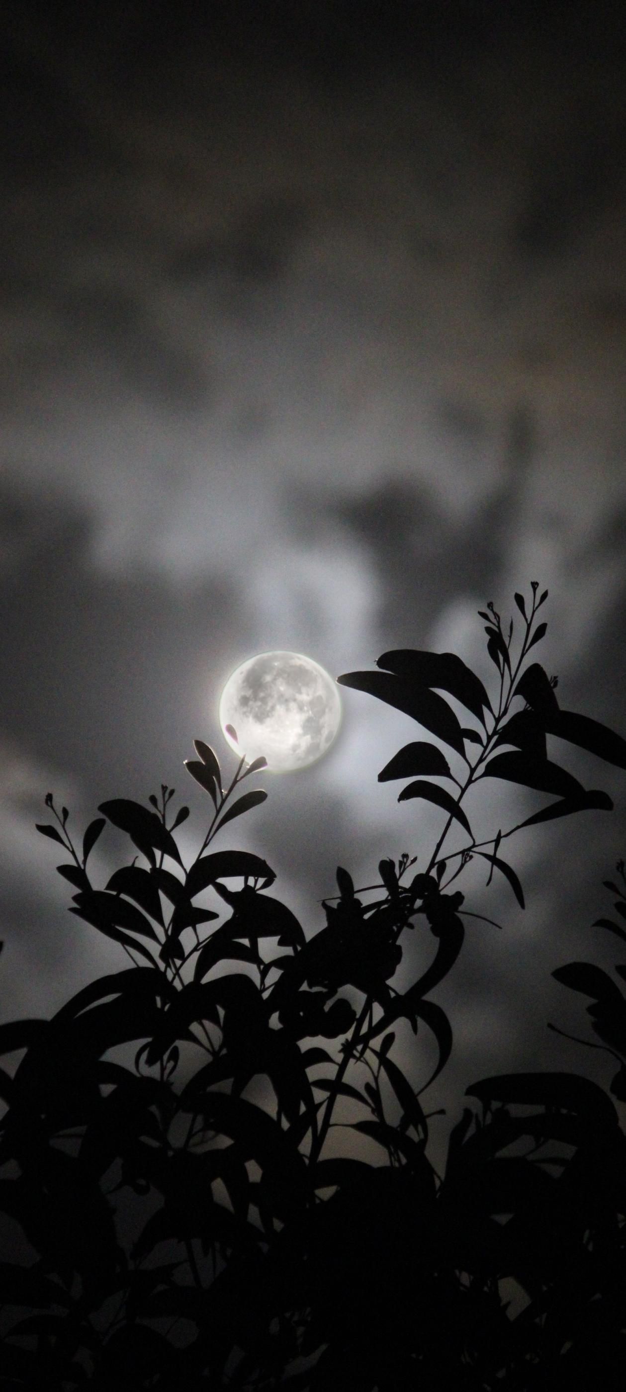 1259x2800 Wallpaper Edition 3.0