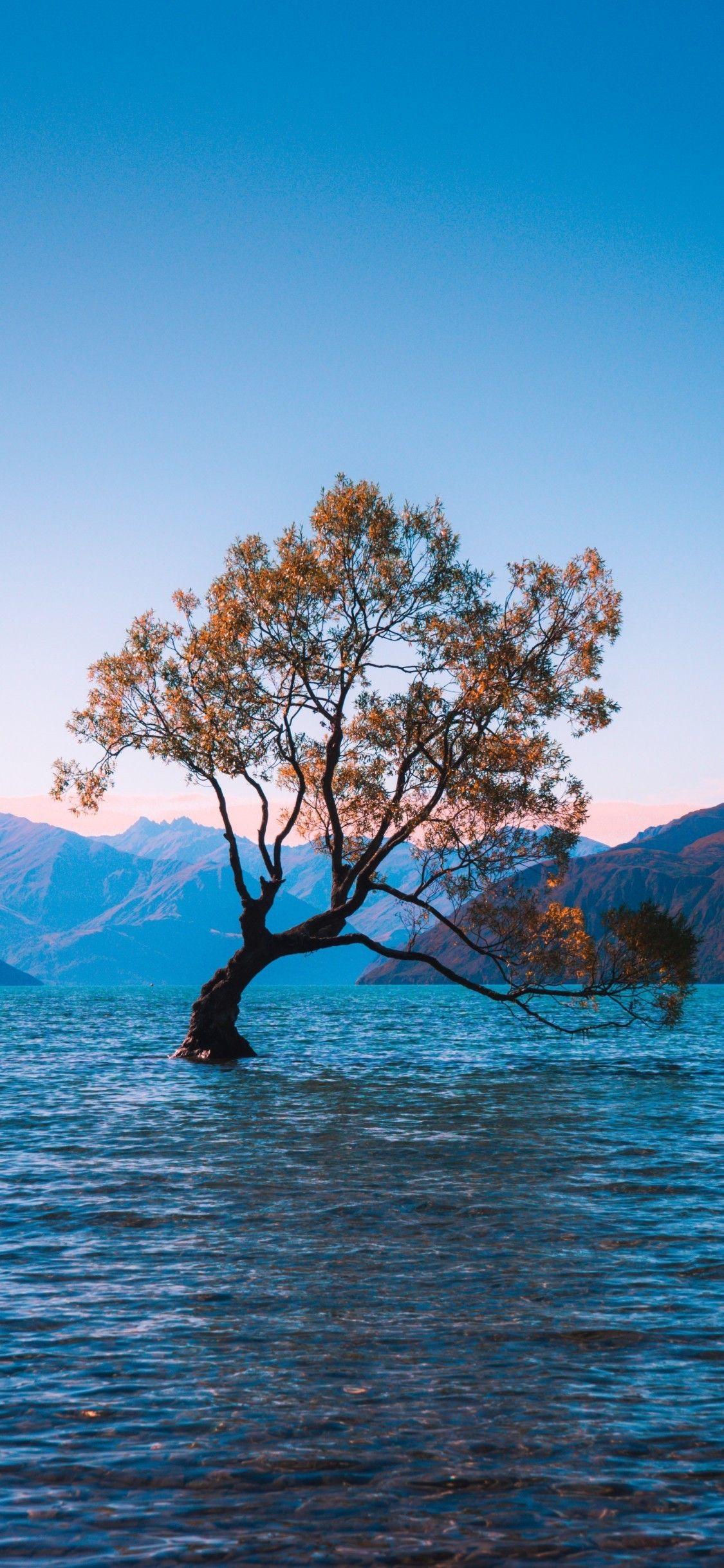 1125x2436 Tải xuống 1125x2436 New Zealand, Hồ Wanaka, Cây cô đơn
