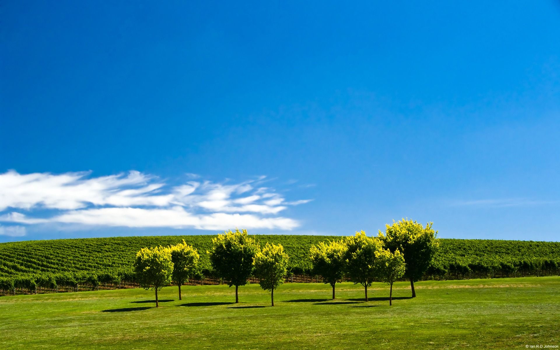 1920x1200 Vineyard Adelaide Hills South Australia Country Nature Scenery Wallpaper