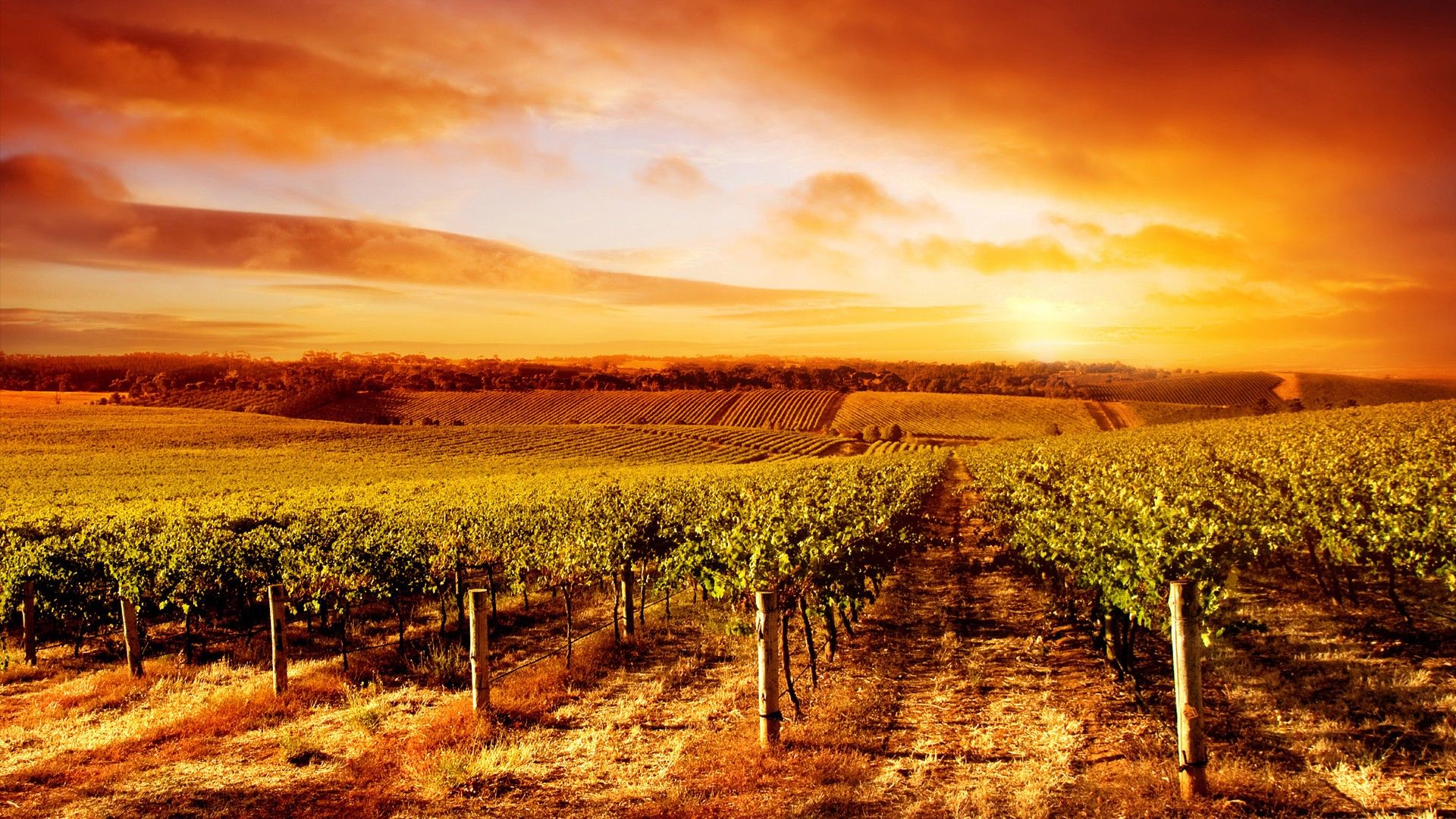 1920x1080 Amazing Vineyard Sunset in South Australia by © kwest