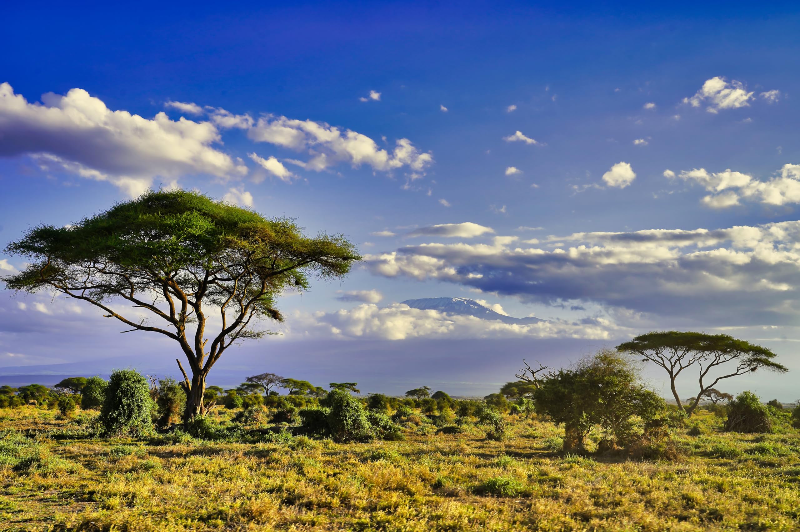 2560x1704 Amazon.com : CHNYWORK 10ftx6.5ft Kilimanjaro Backdrop Famous Kenya Mountain African Savanna Nature Landscape Background Holiday Africa Travel Themed Party Decor Kids Artistic Portrait Photo Studio Props Wallpaper