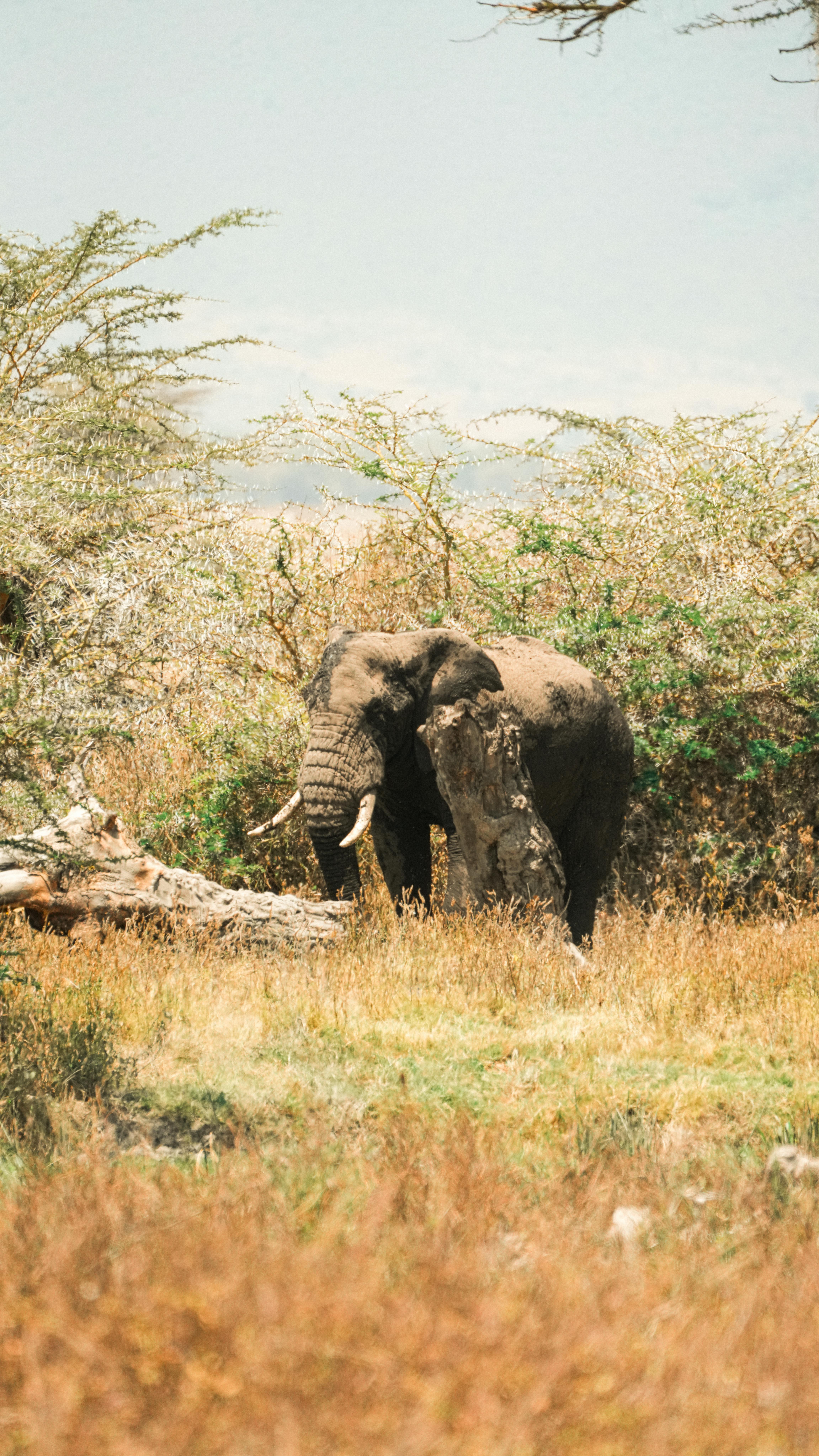 4606x8192 African Nature Photo, Download The BEST Free African Nature & HD Image