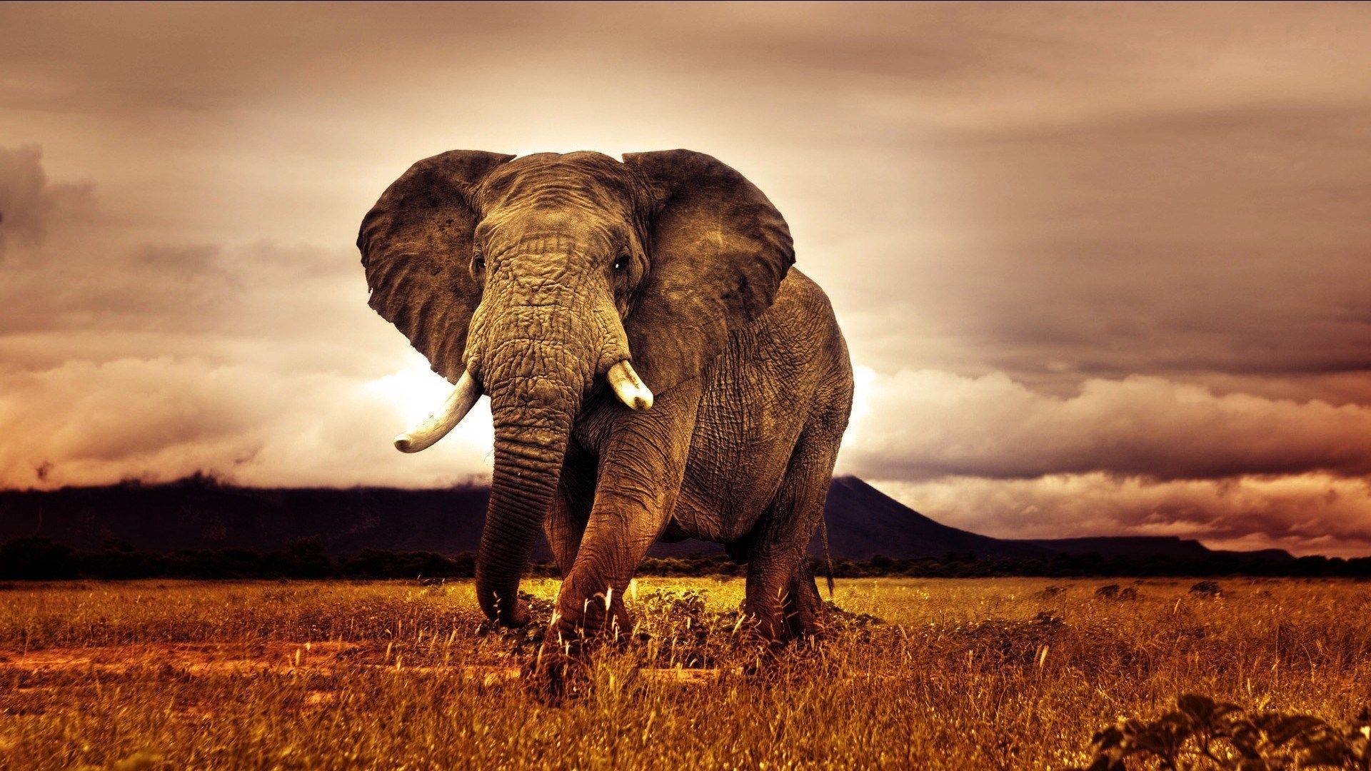 1920x1080 Africa