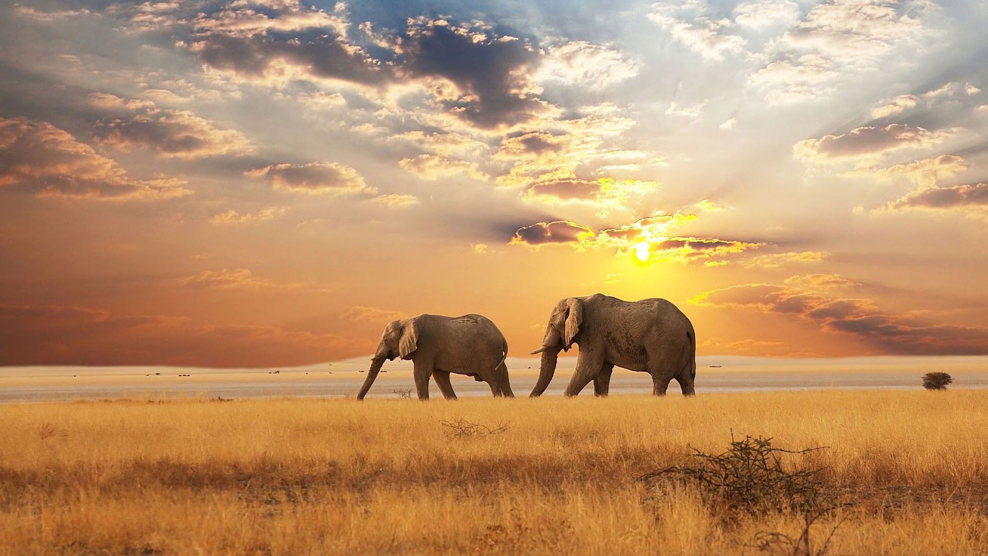 1920x1080 Africa Animal Elephant Savannah Wildlife HD African Wallpaper