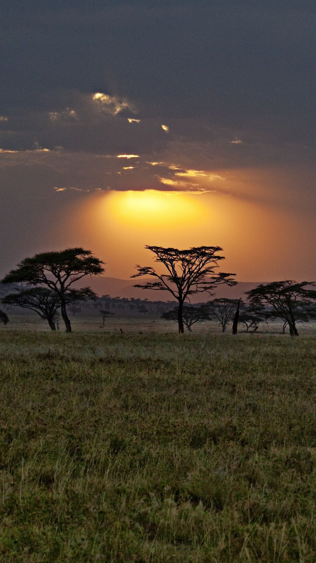1080x1920 Africa Wallpaper