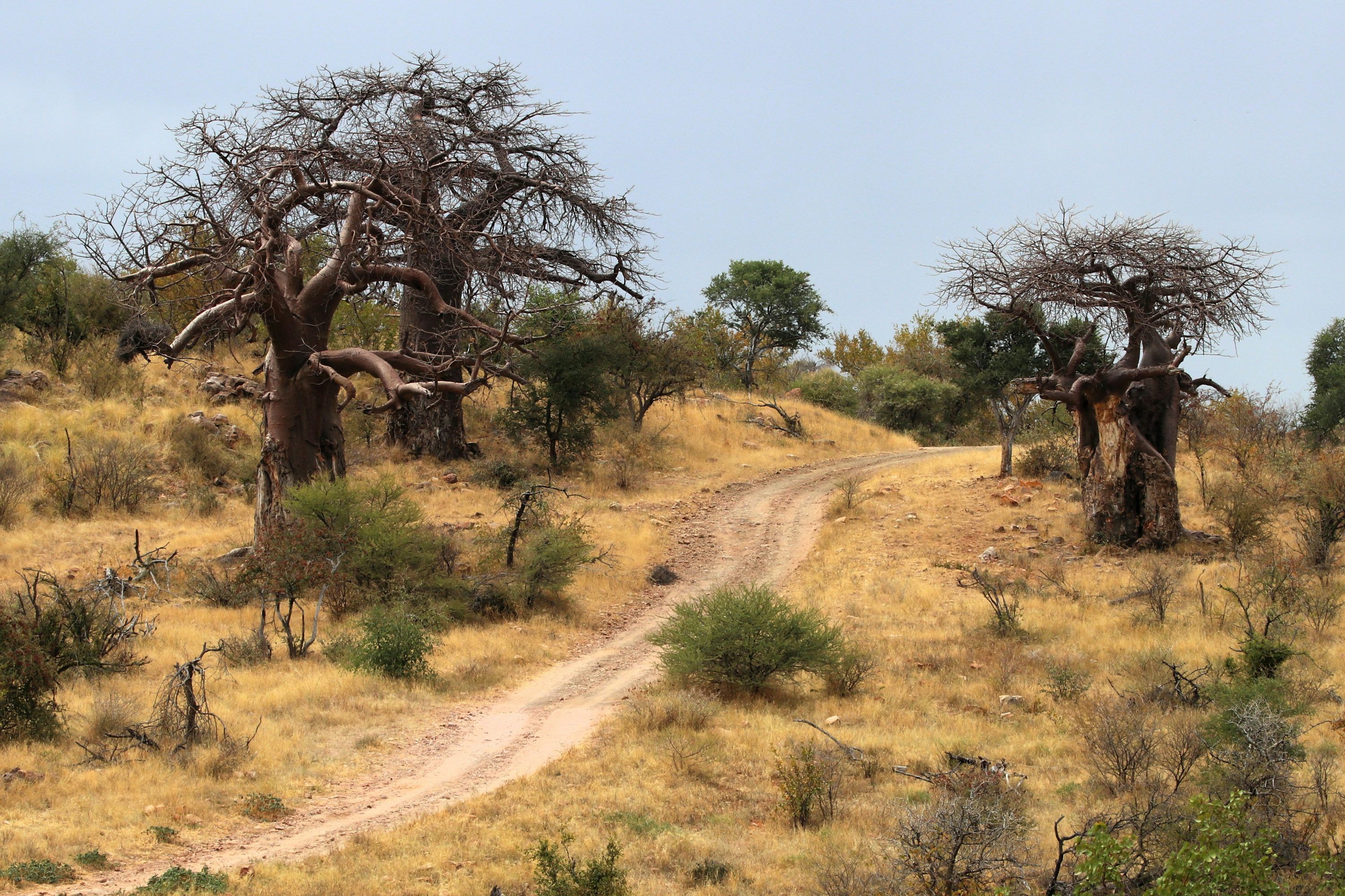 3000x1999 African Nature Picture. Download Free Image